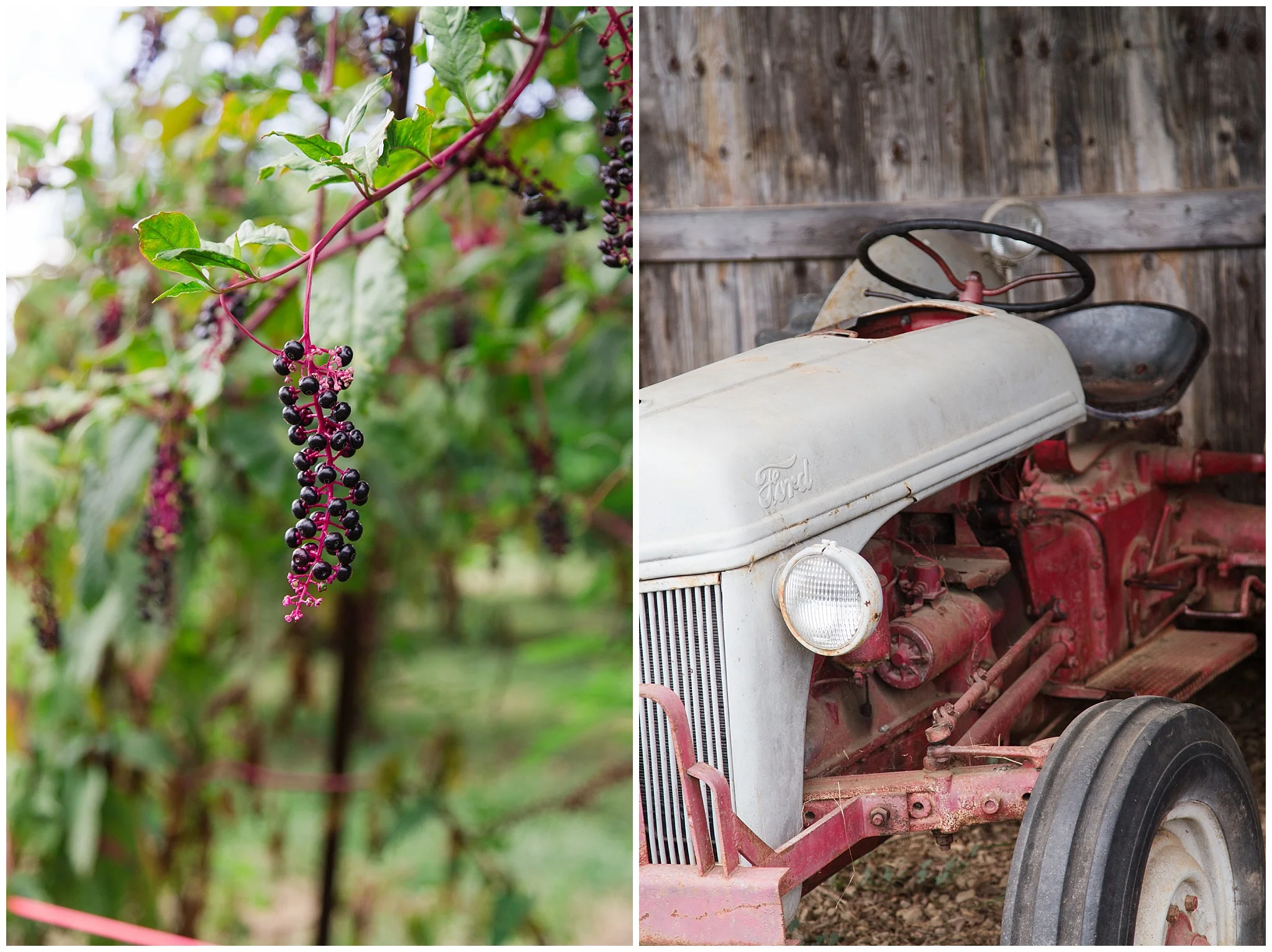 Apple Picking_0013.jpg
