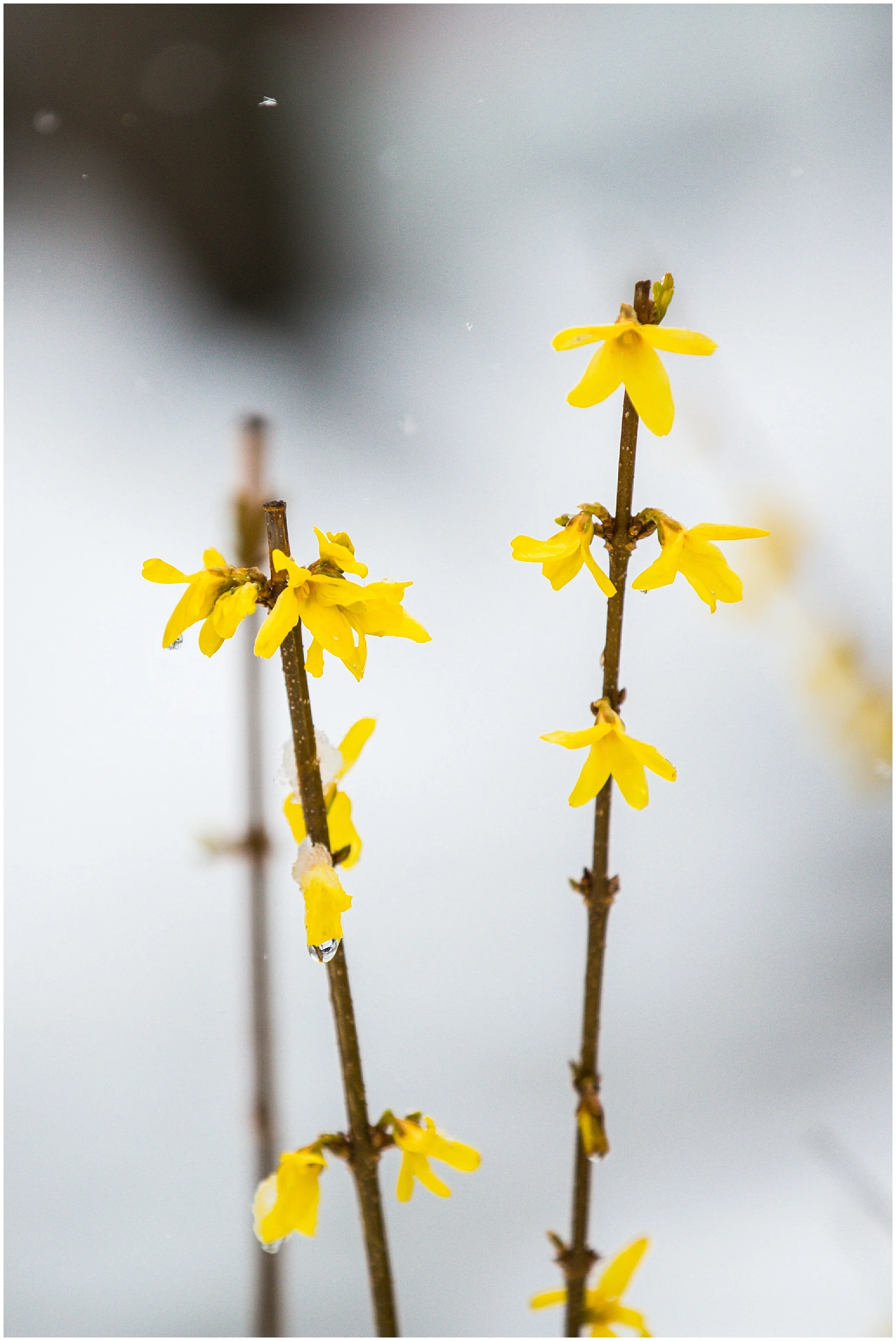 SpringSnow_0011.jpg