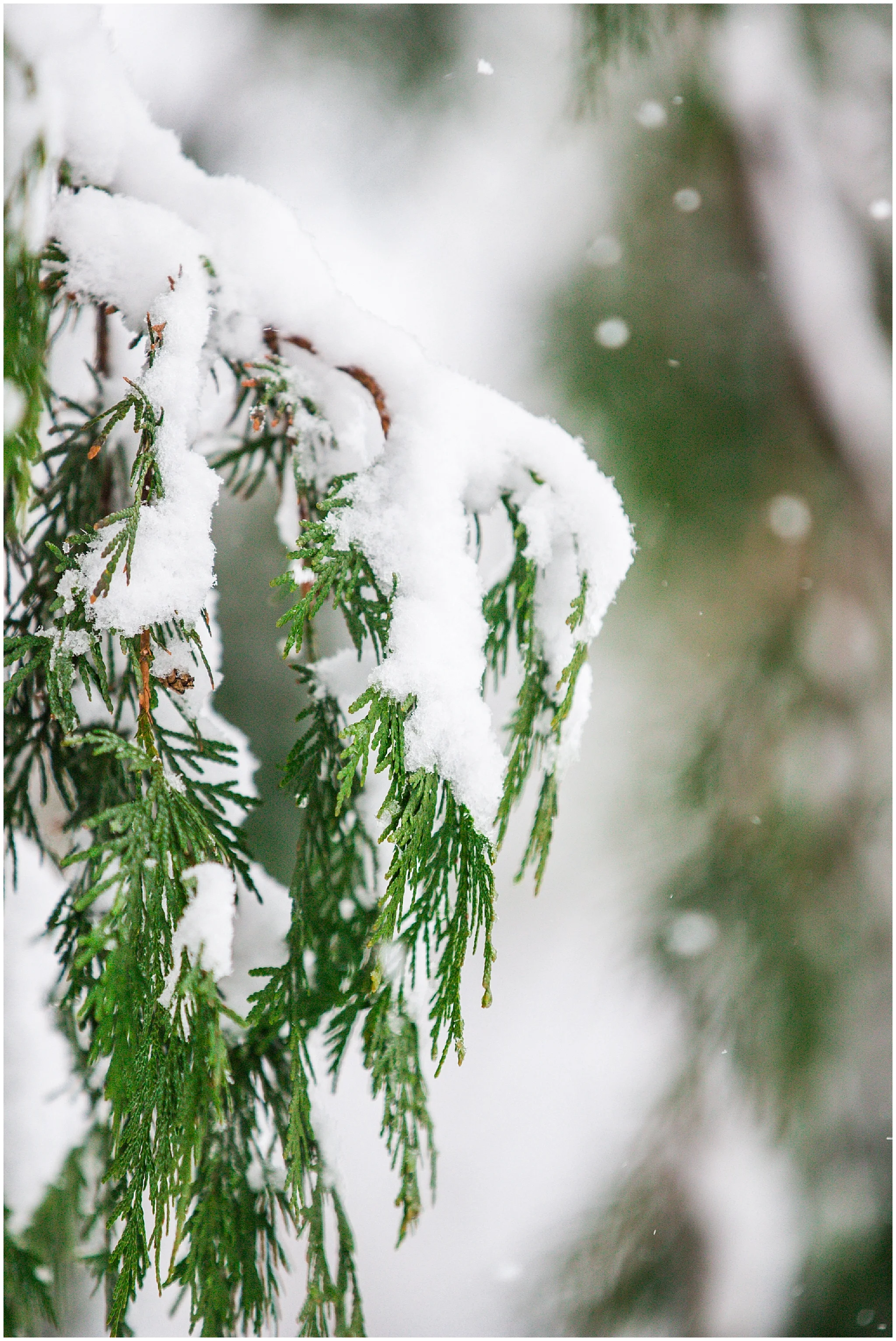 SpringSnow_0010.jpg