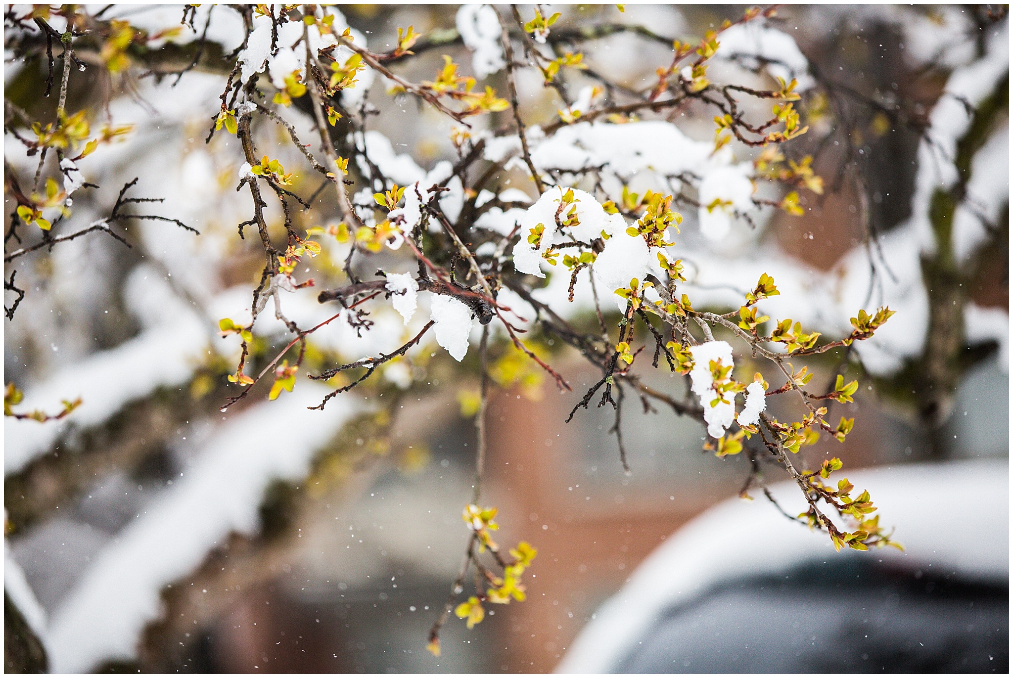 SpringSnow_0015.jpg