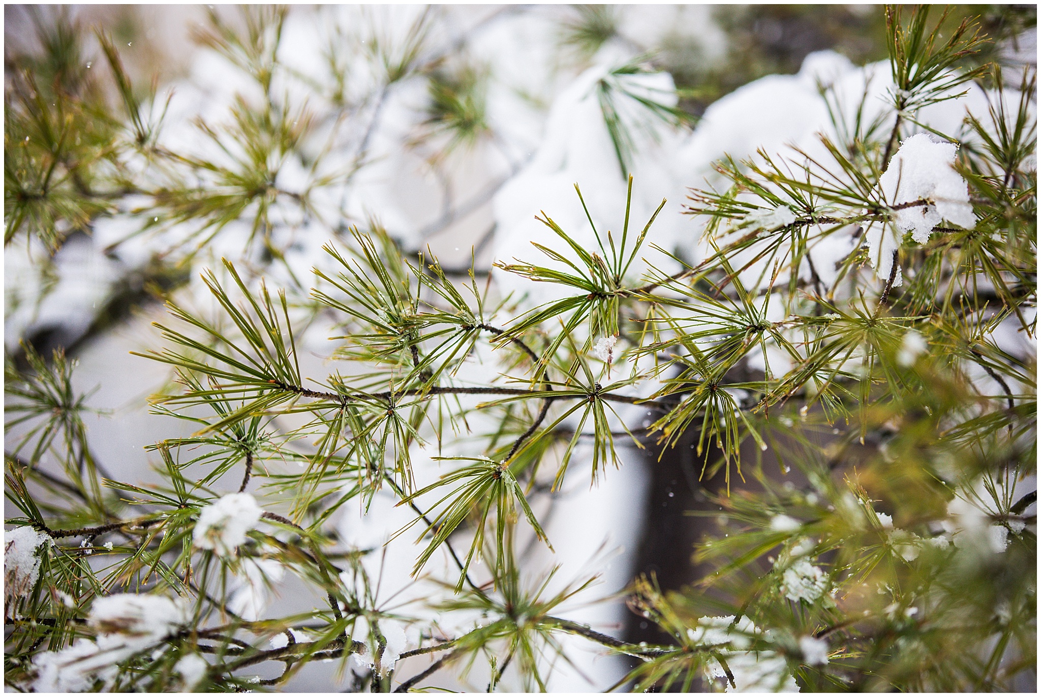SpringSnow_0019.jpg