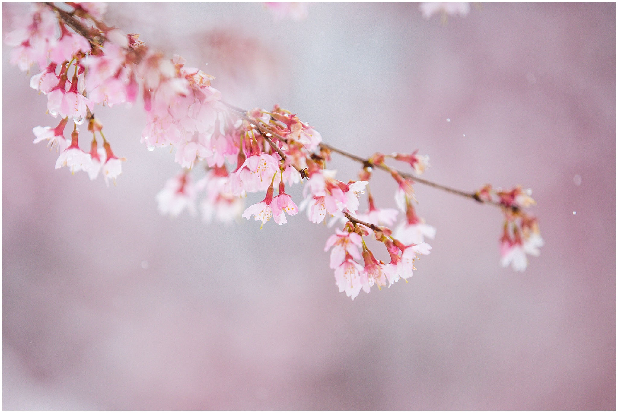 SpringSnow_0026.jpg