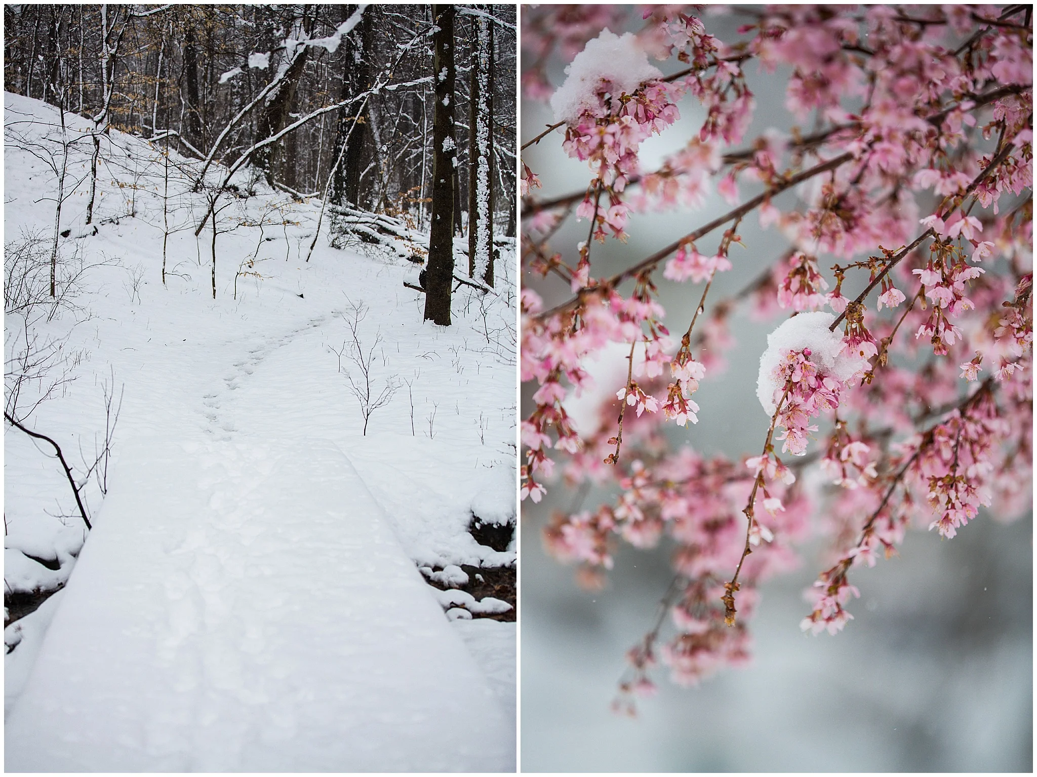 SpringSnow_0030.jpg