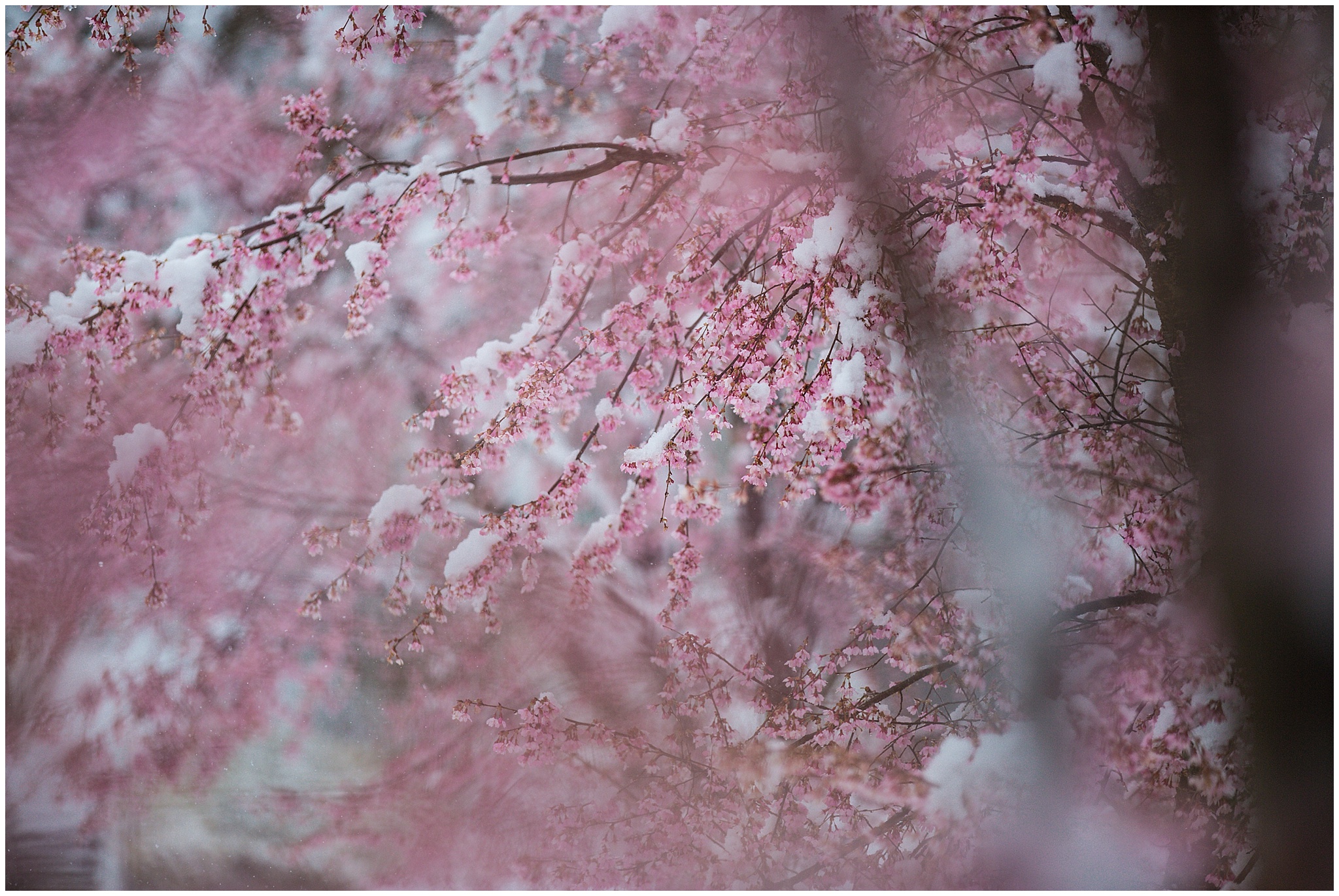 SpringSnow_0031.jpg