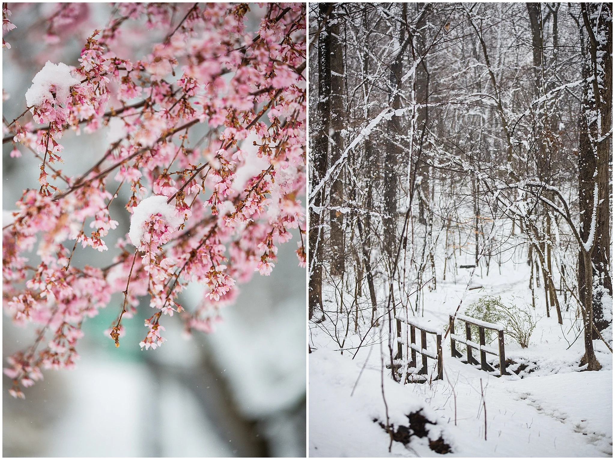 SpringSnow_0032.jpg
