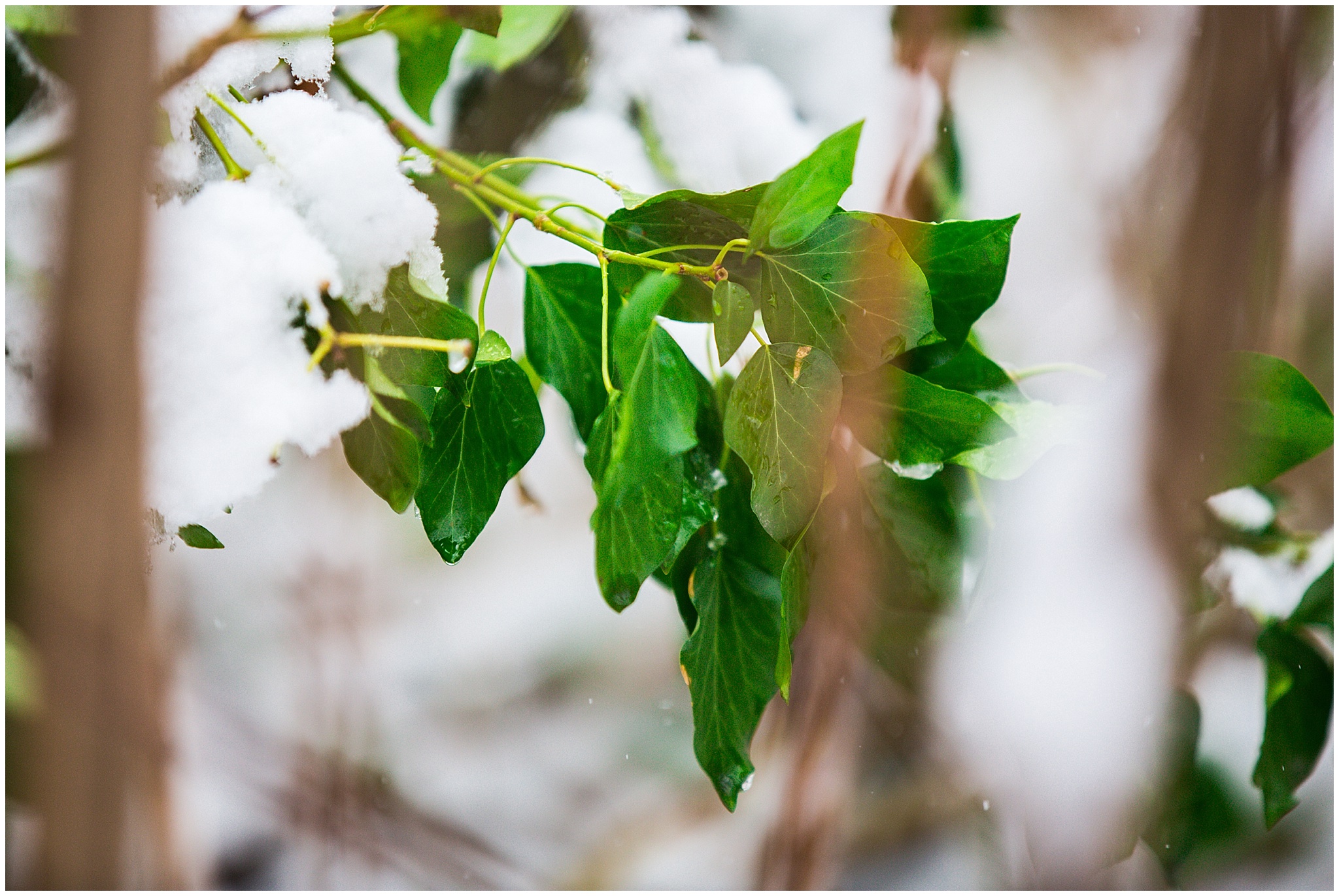 SpringSnow_0042.jpg