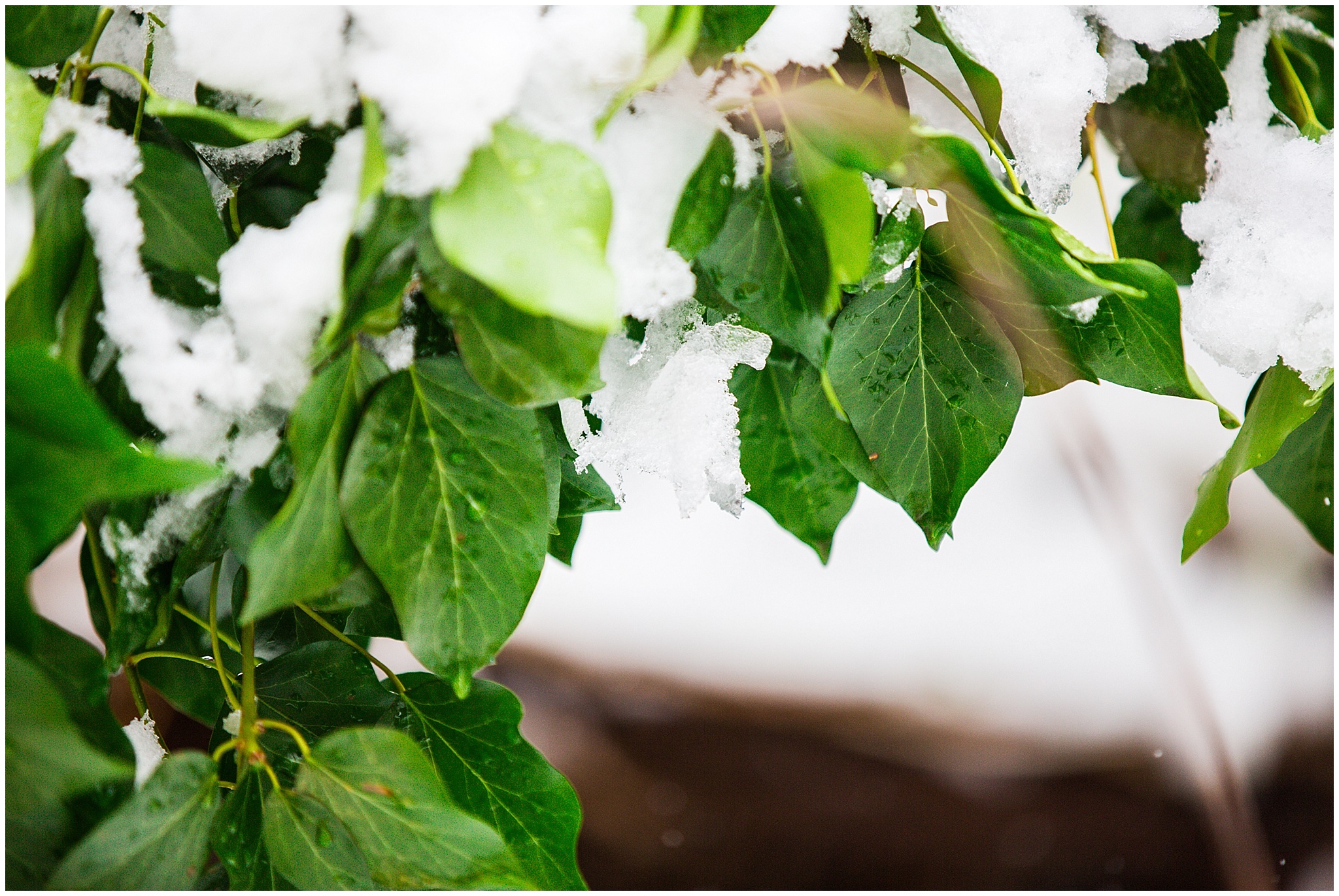 SpringSnow_0043.jpg