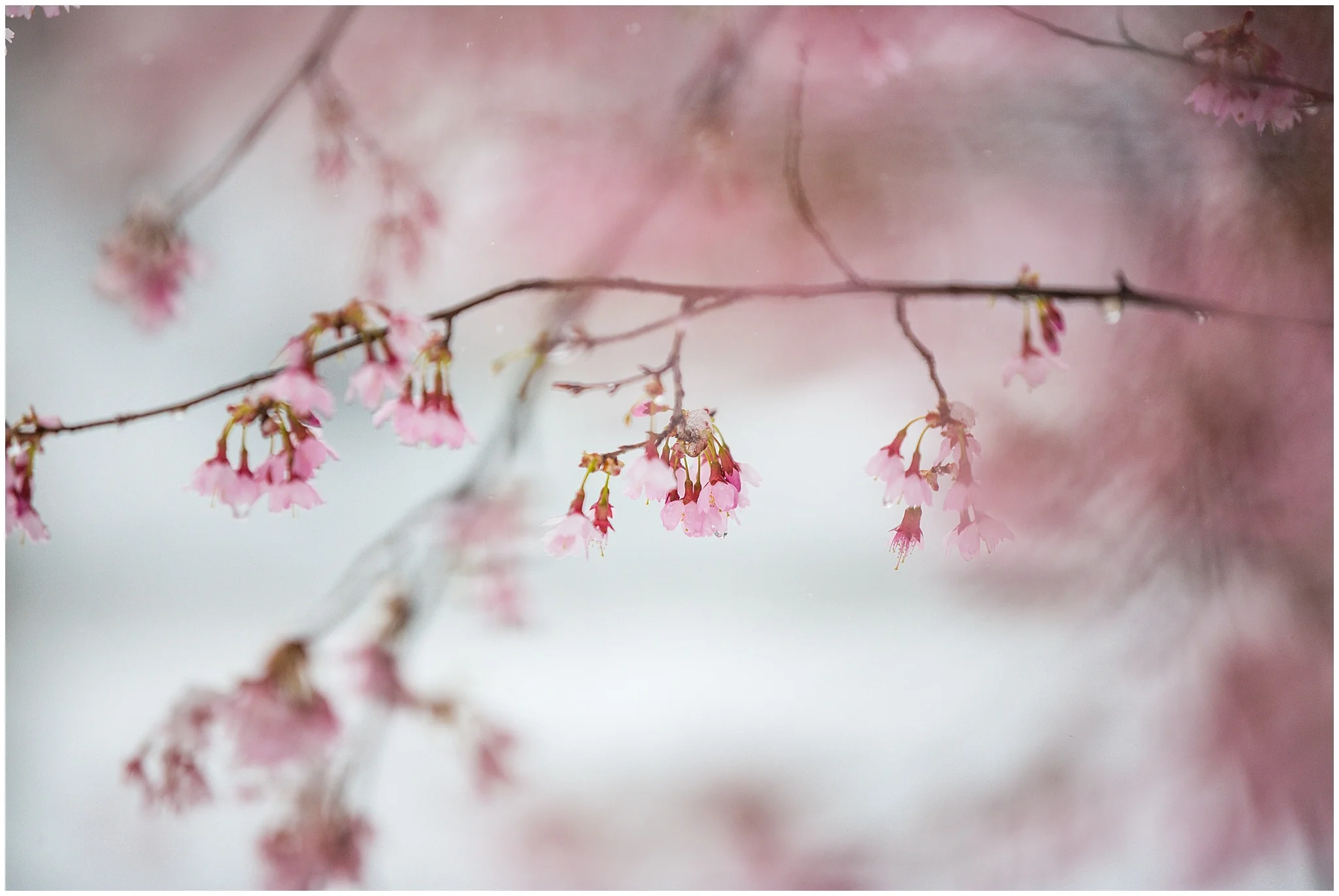 SpringSnow_0049.jpg