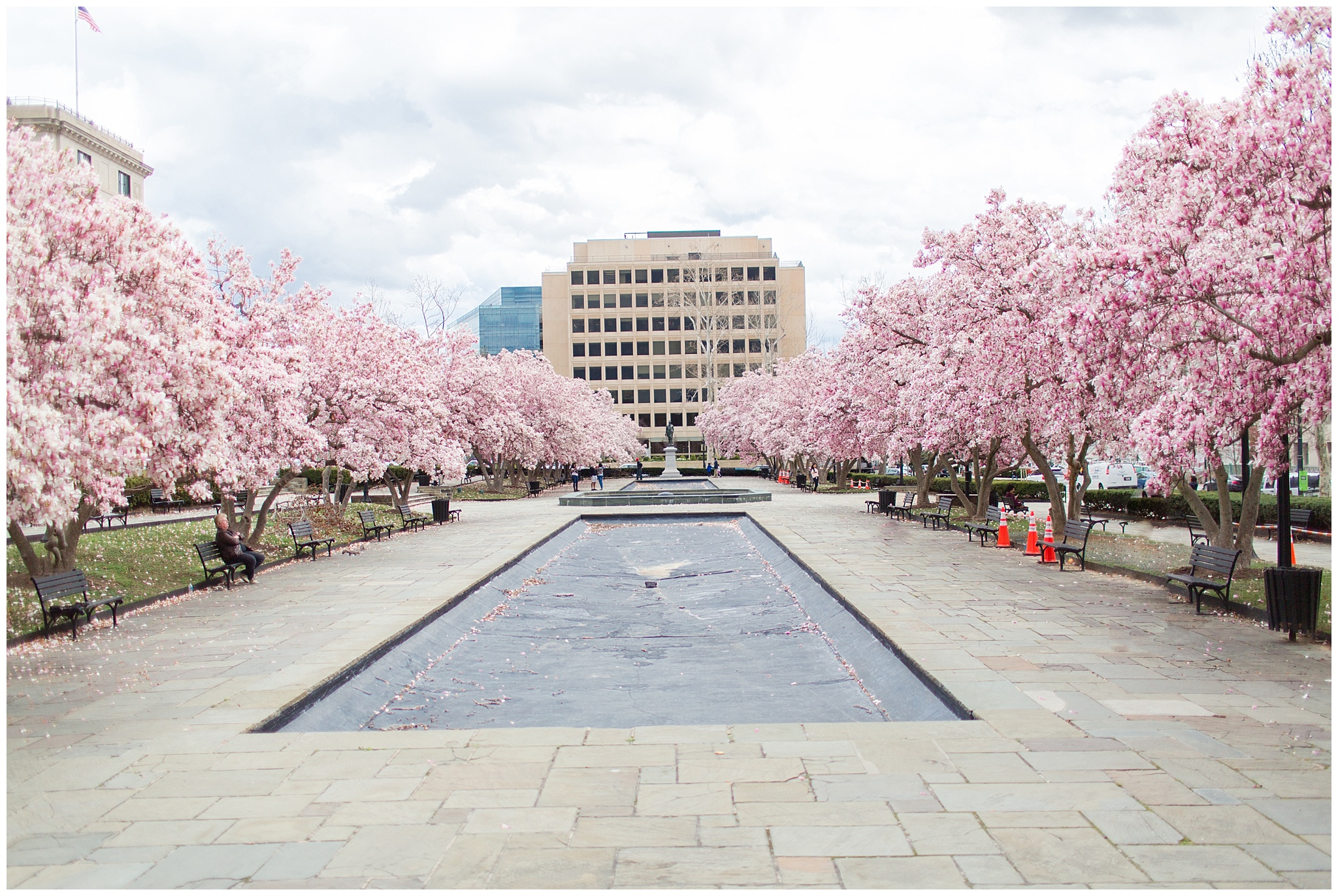 magnolia trees — Family, Baby and Wedding Photography Washington ...