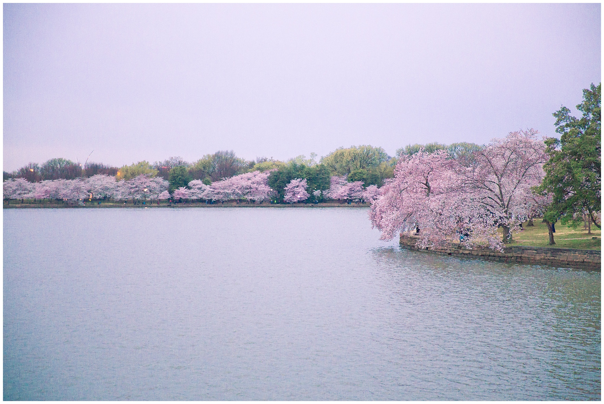 cherryblossoms_0002.jpg