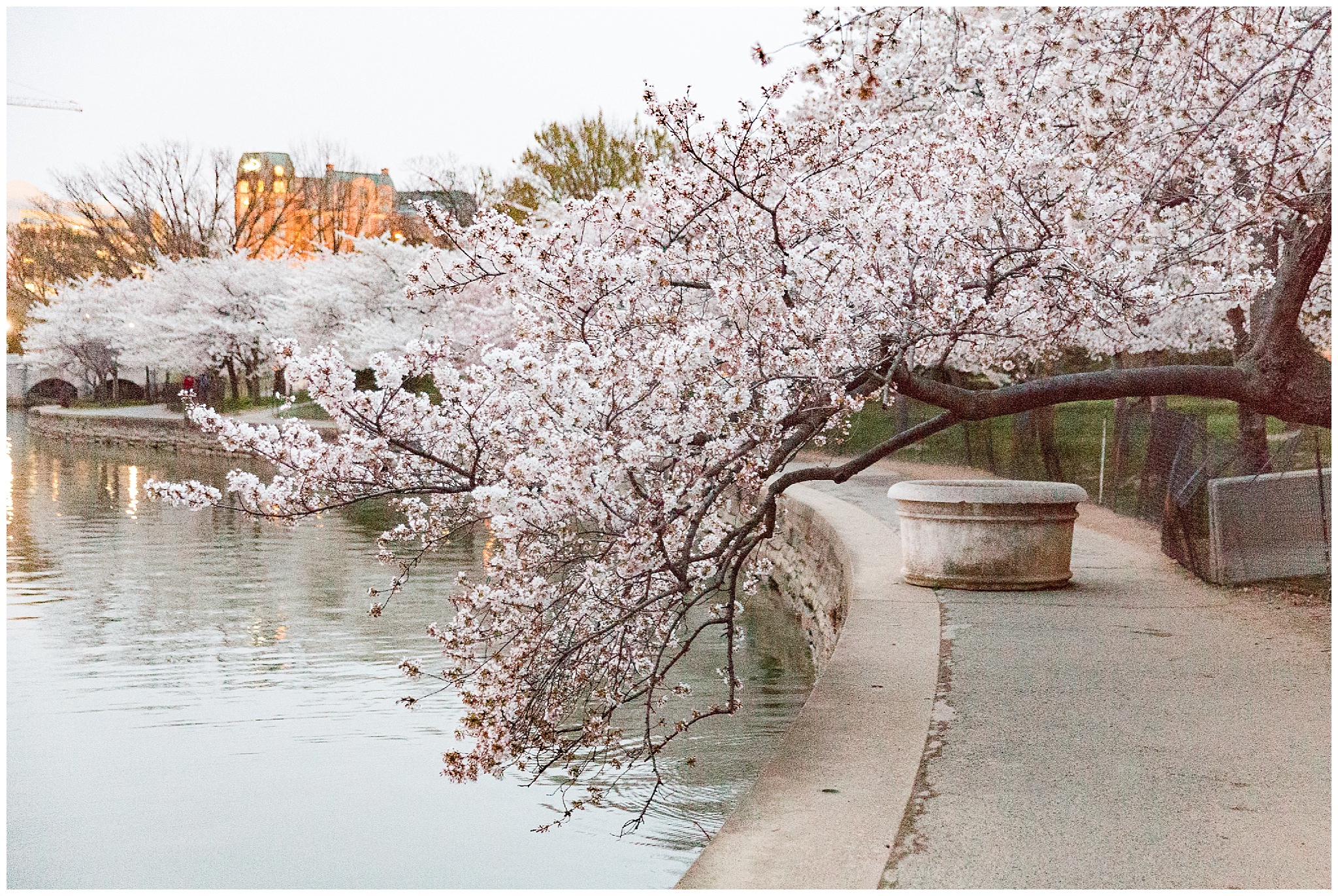 cherryblossoms_0001.jpg