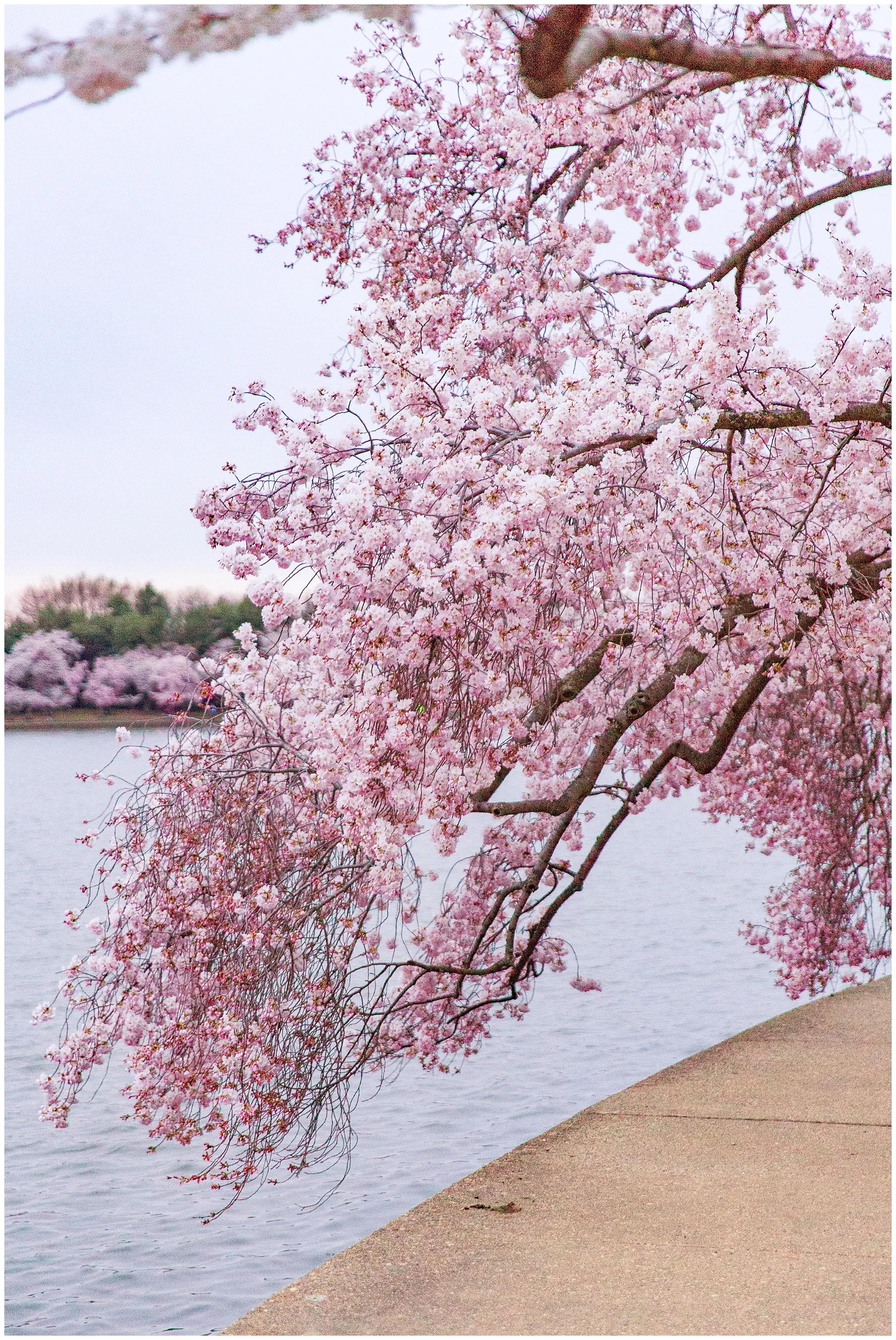 cherryblossoms_0003.jpg