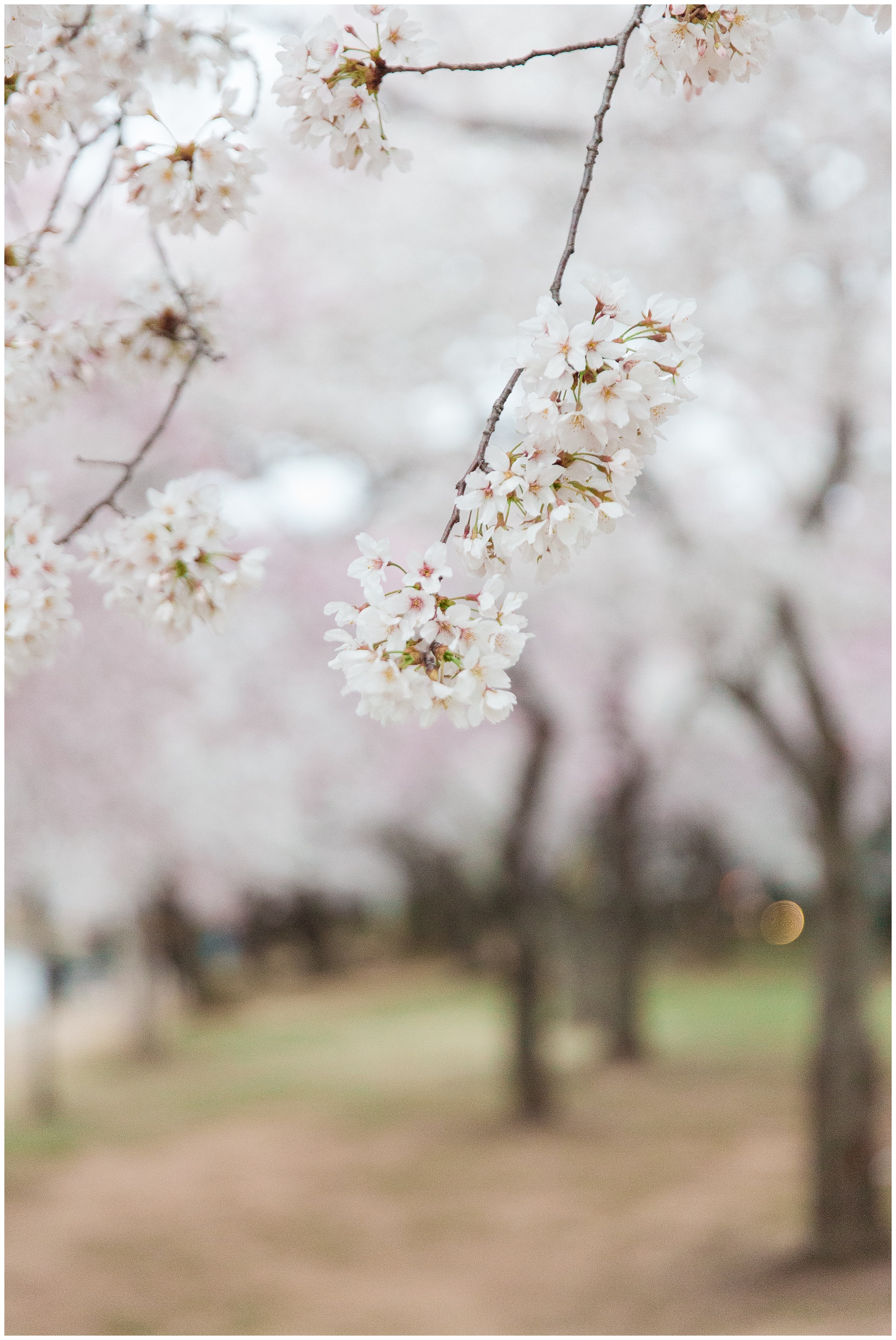 cherryblossoms_0005.jpg