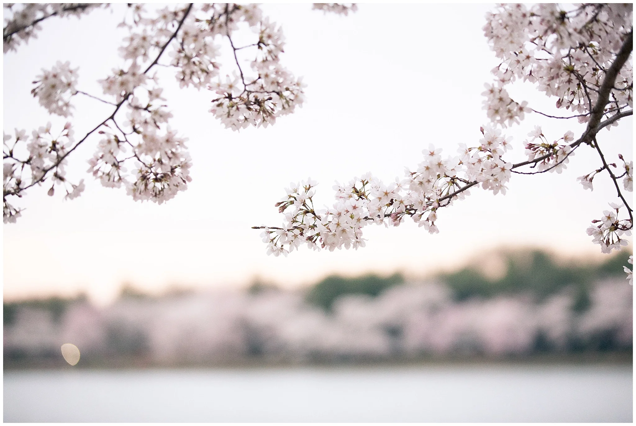 cherryblossoms_0009.jpg