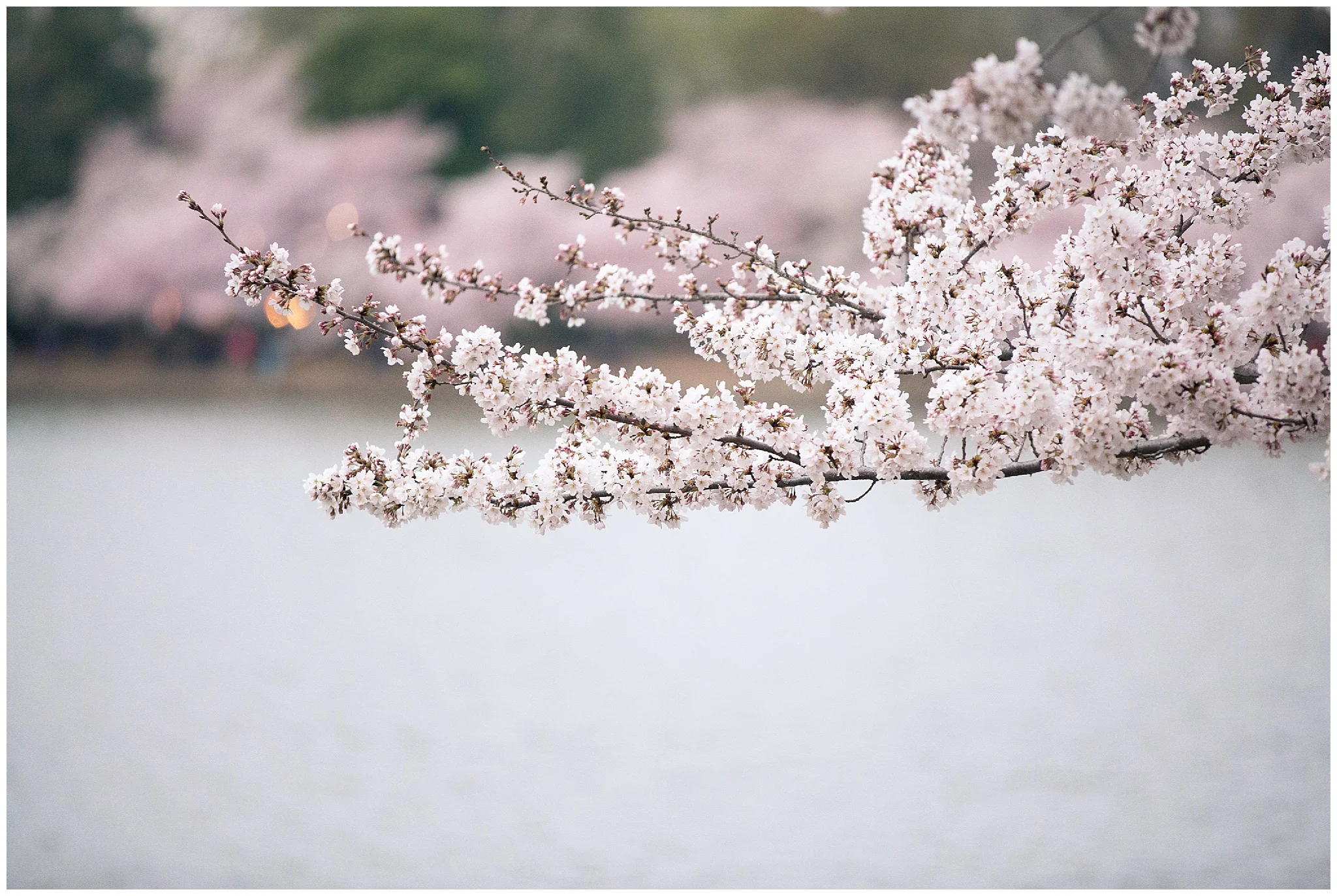 cherryblossoms_0010.jpg