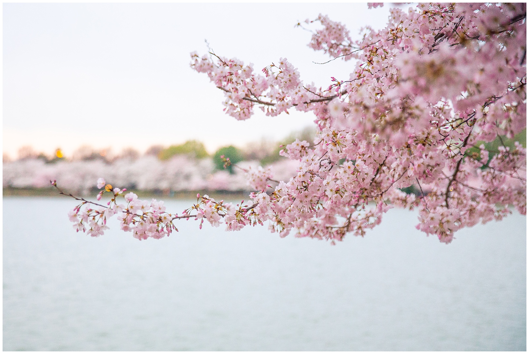 cherryblossoms_0013.jpg