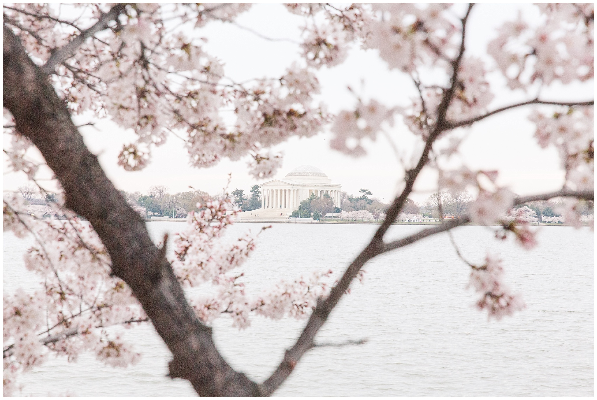 cherryblossoms_0014.jpg