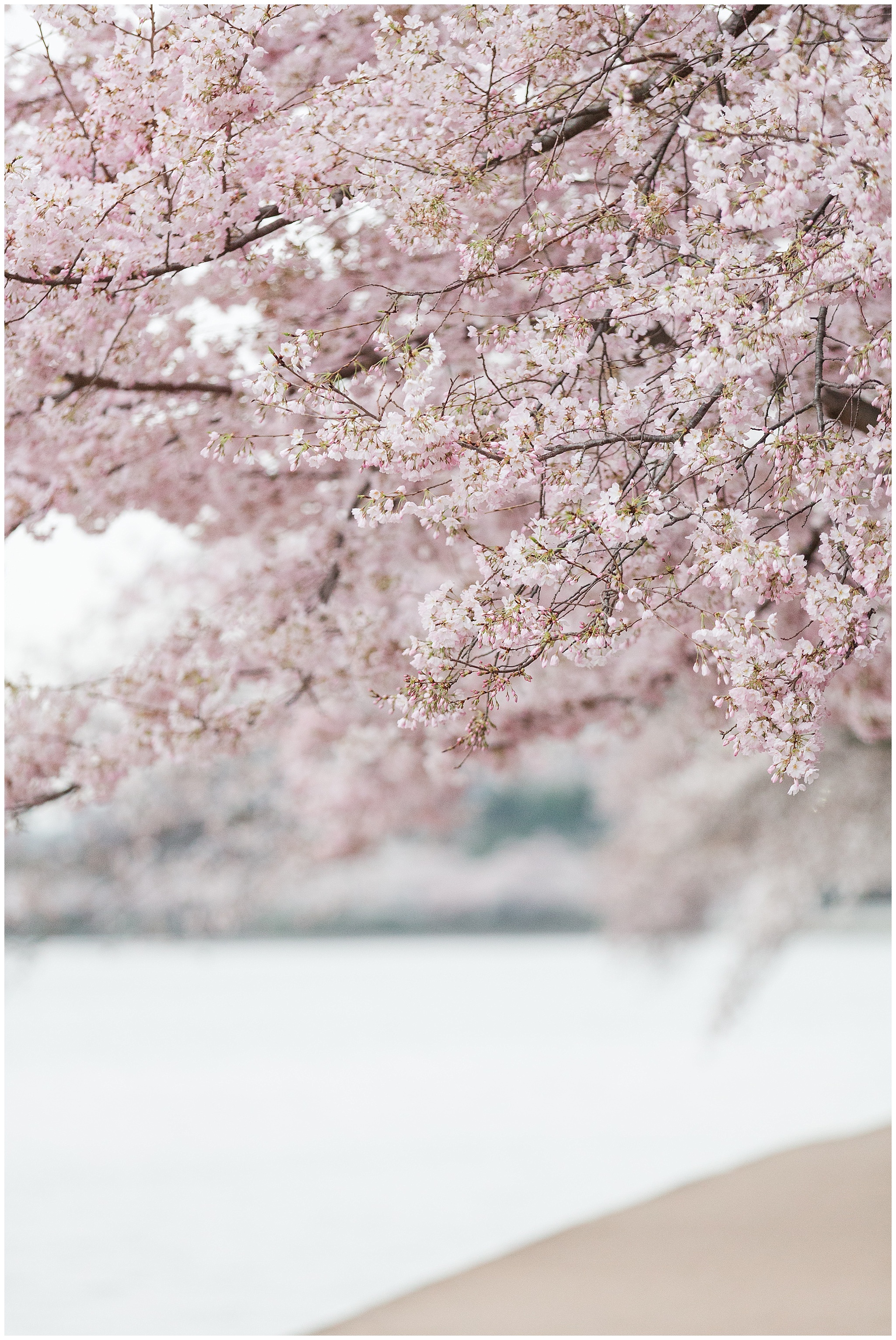 cherryblossoms_0015.jpg