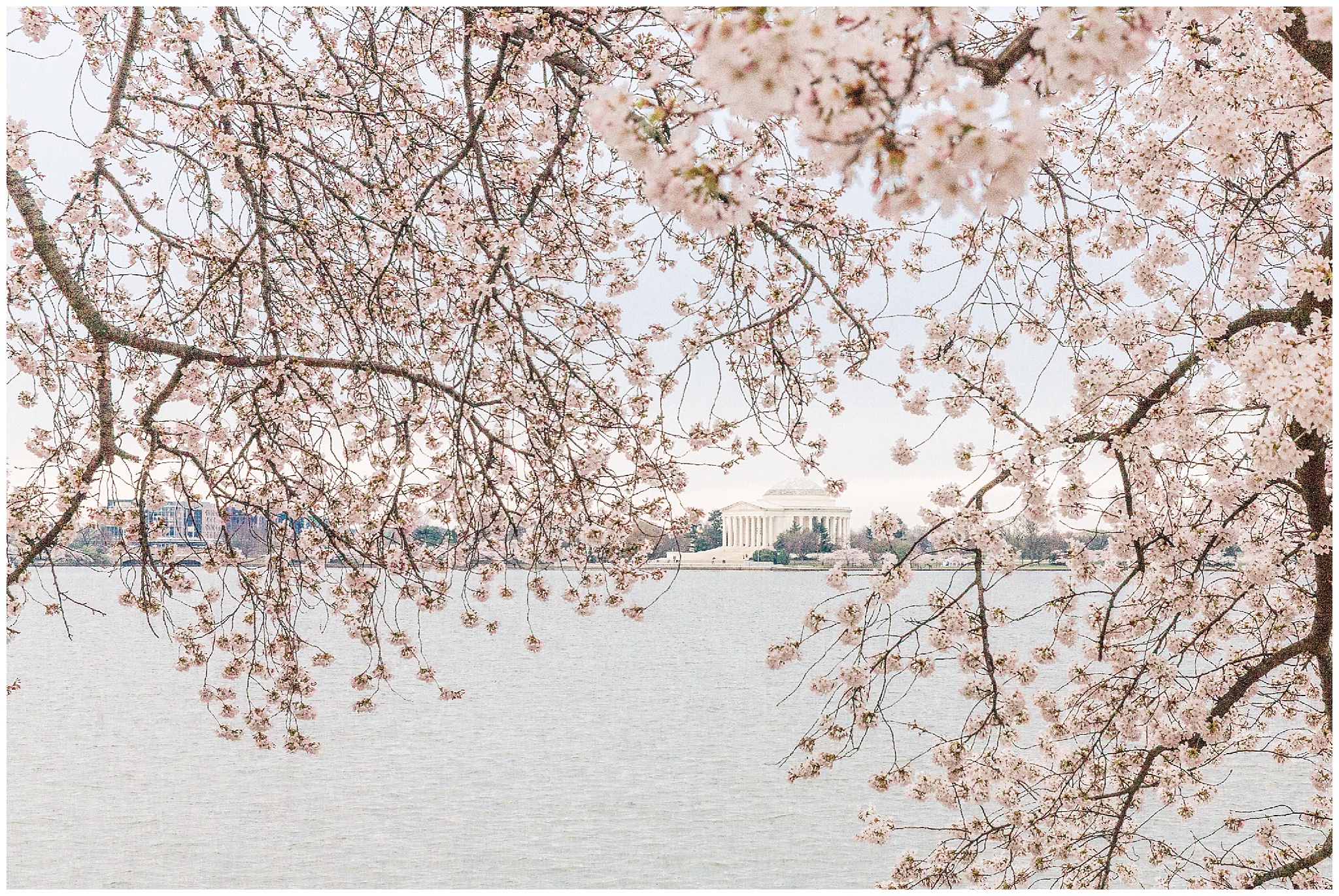 cherryblossoms_0016.jpg