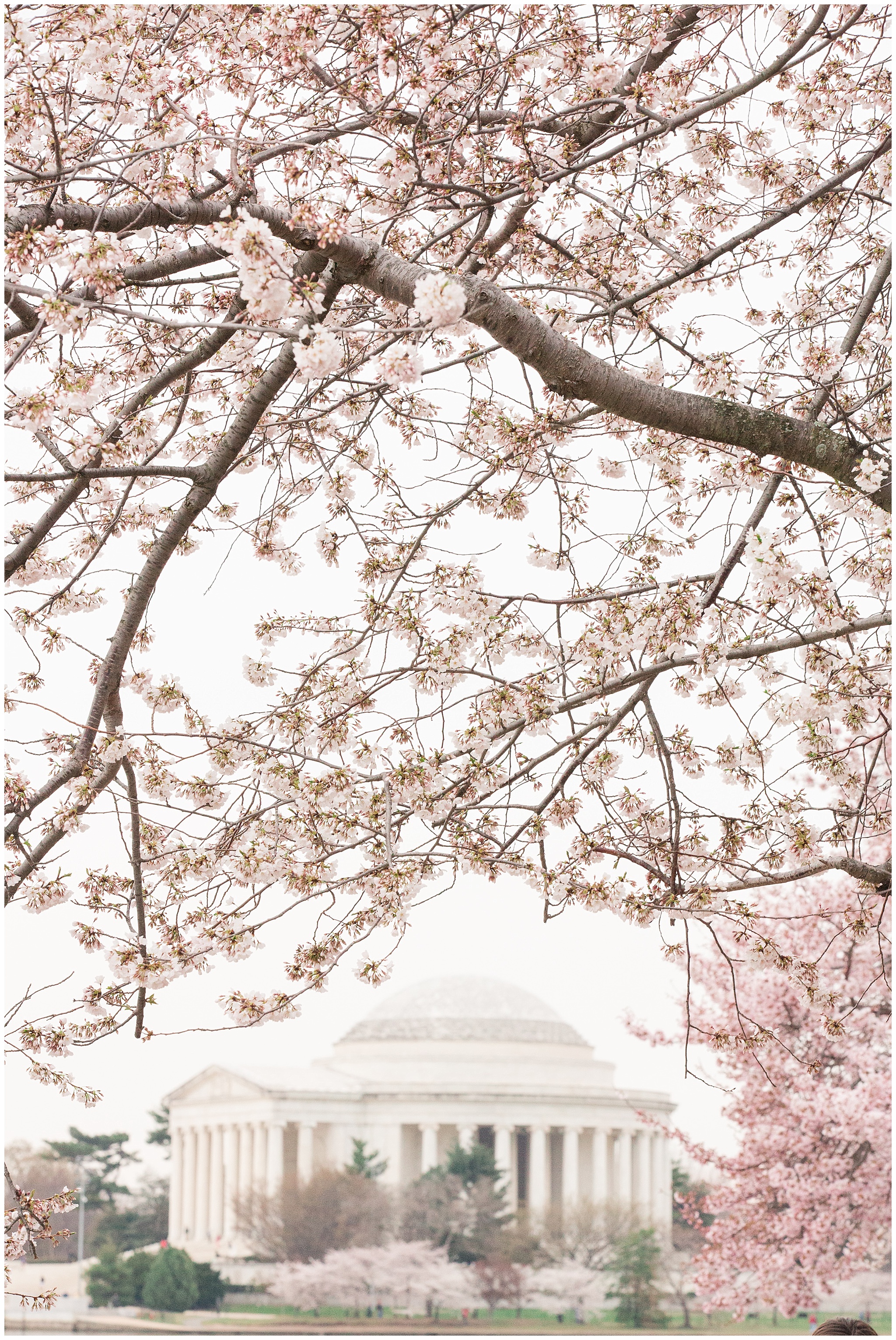 cherryblossoms_0020.jpg