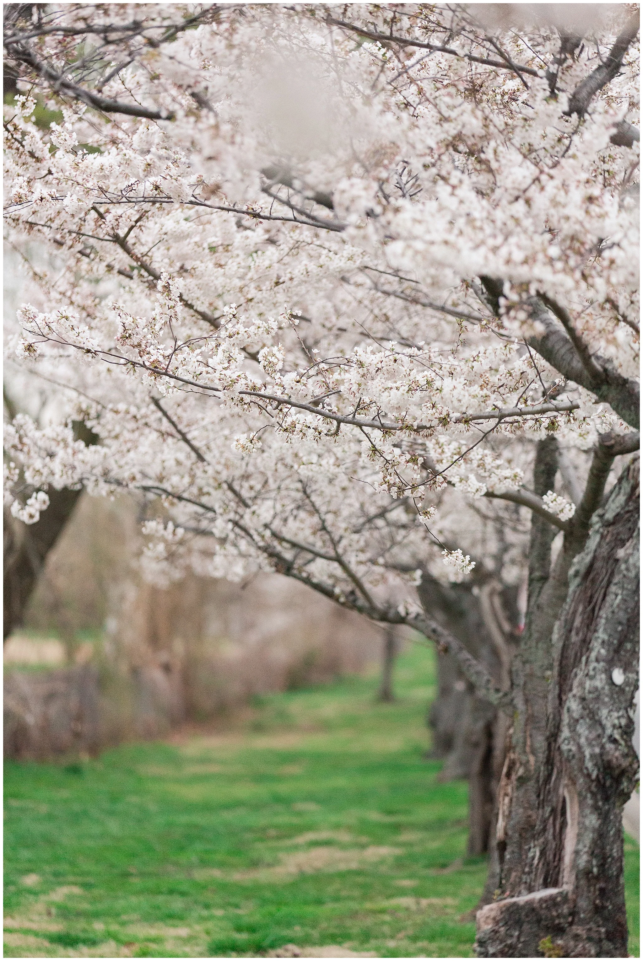 cherryblossoms_0021.jpg