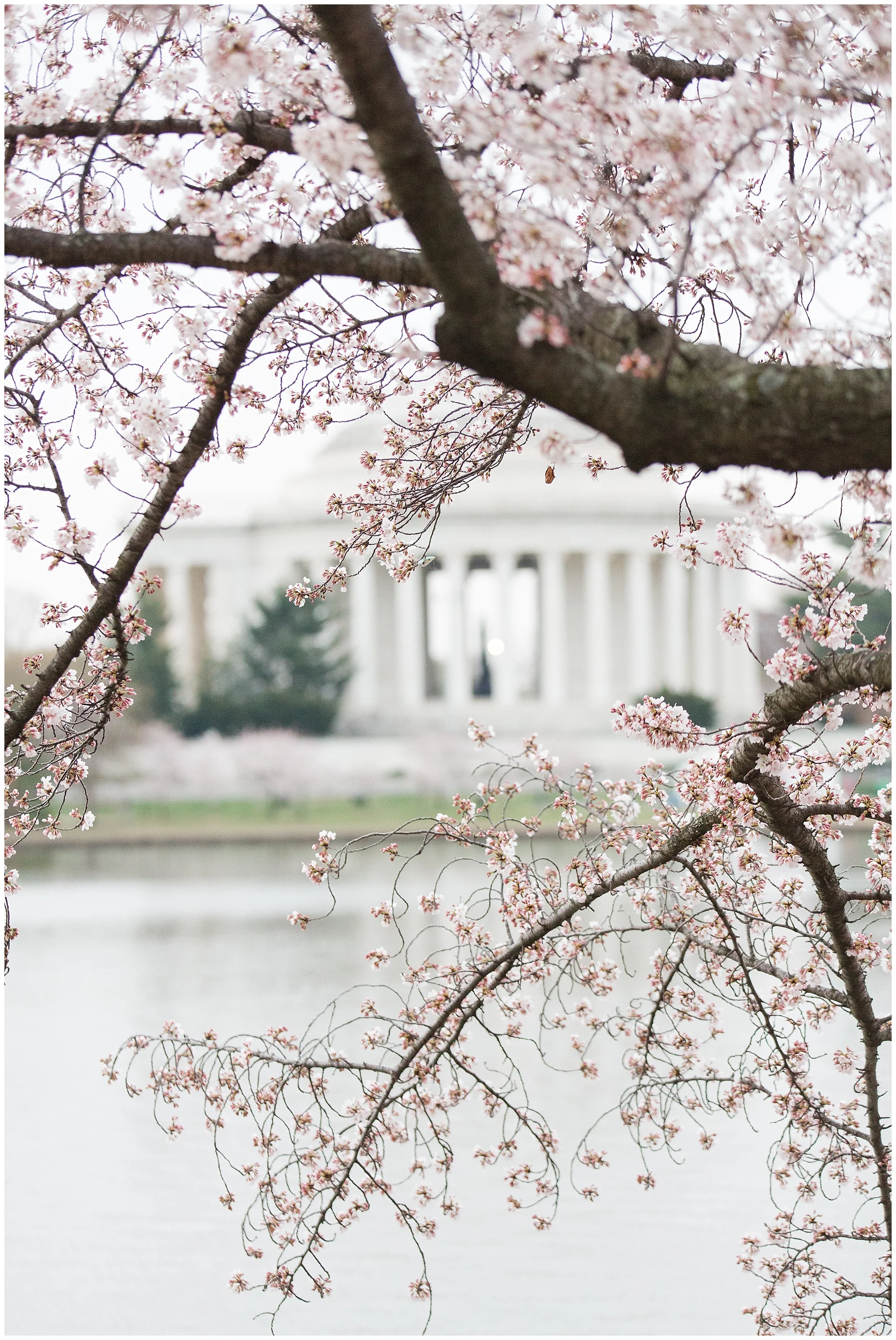 cherryblossoms_0022.jpg