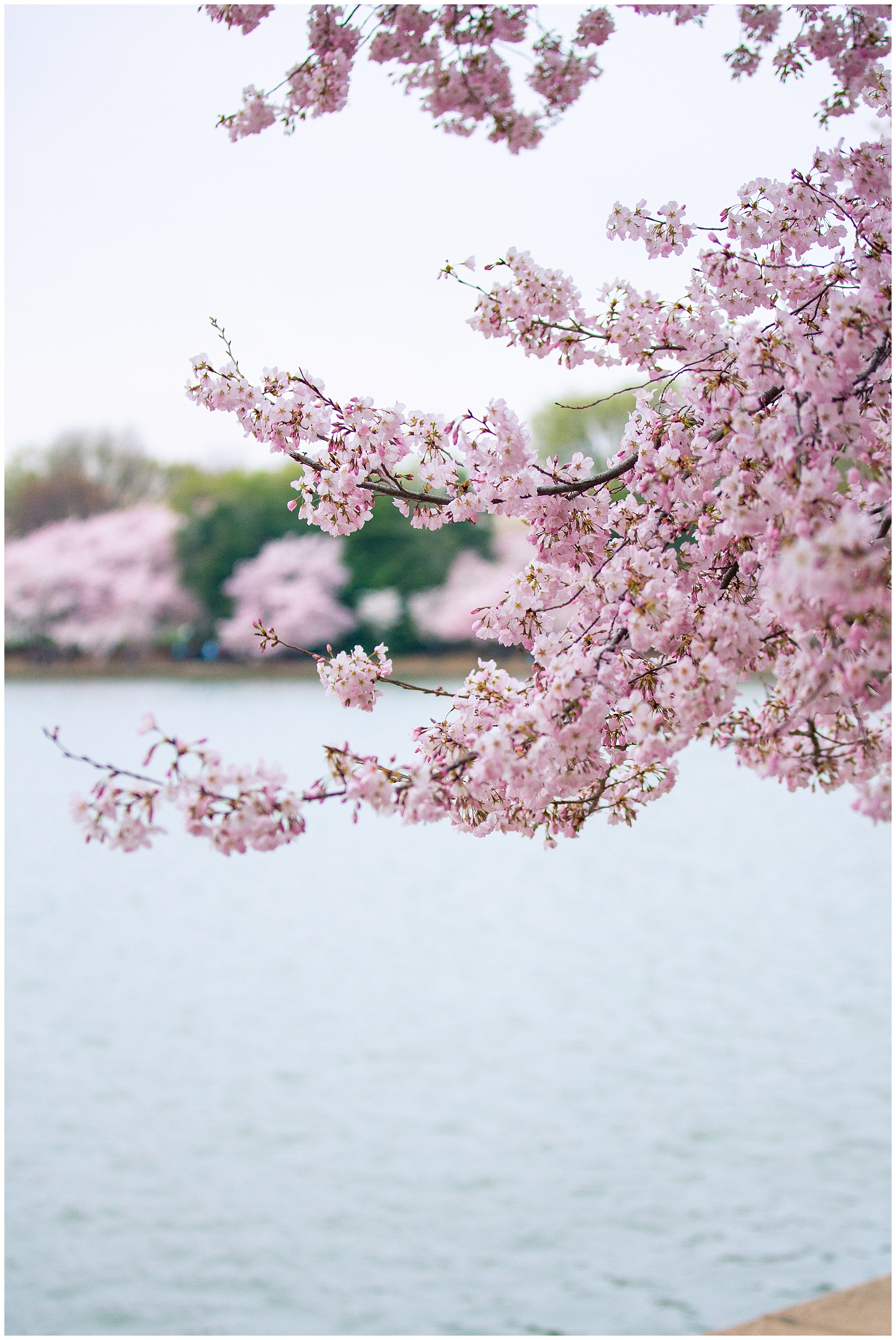 cherryblossoms_0023.jpg