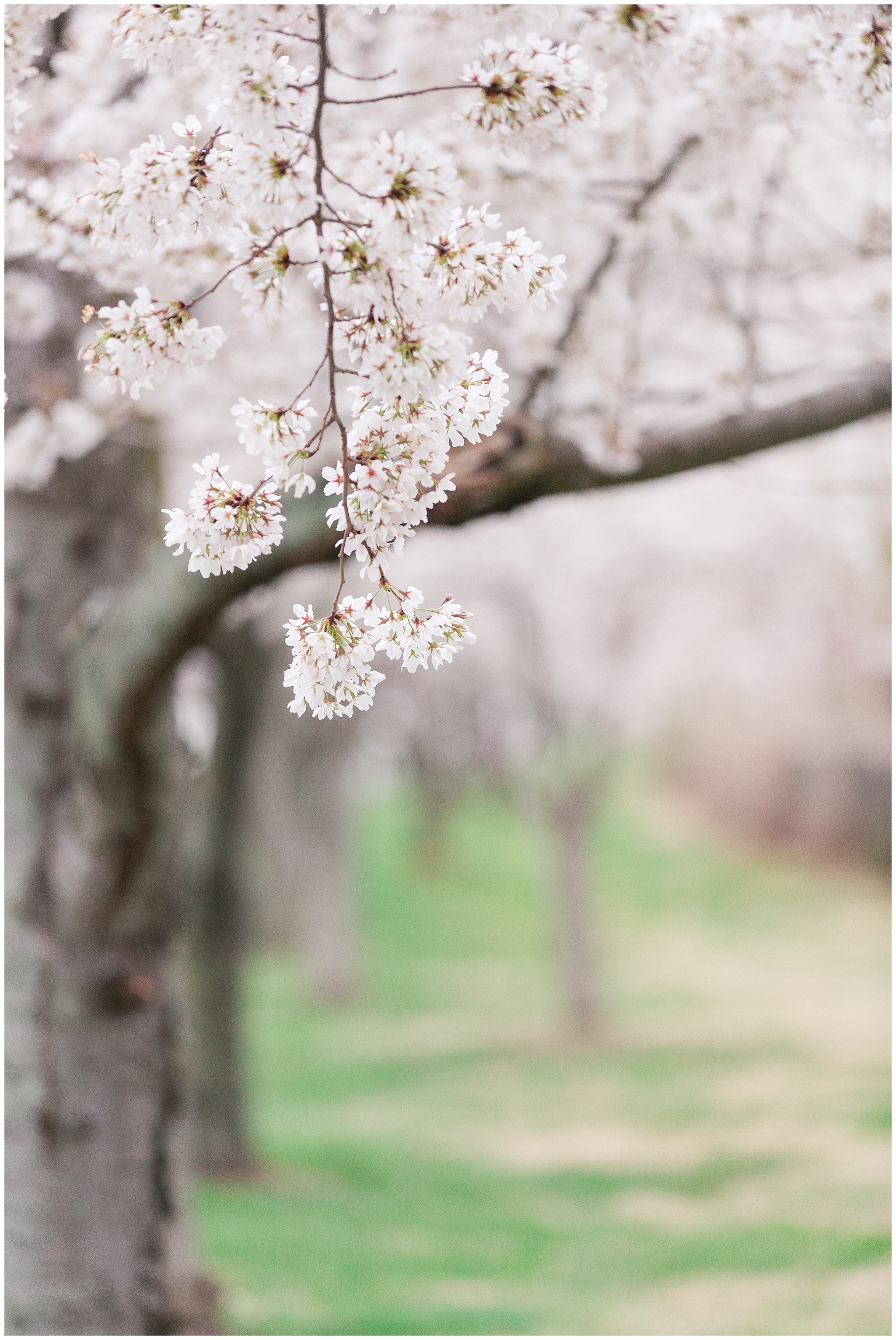 cherryblossoms_0024.jpg