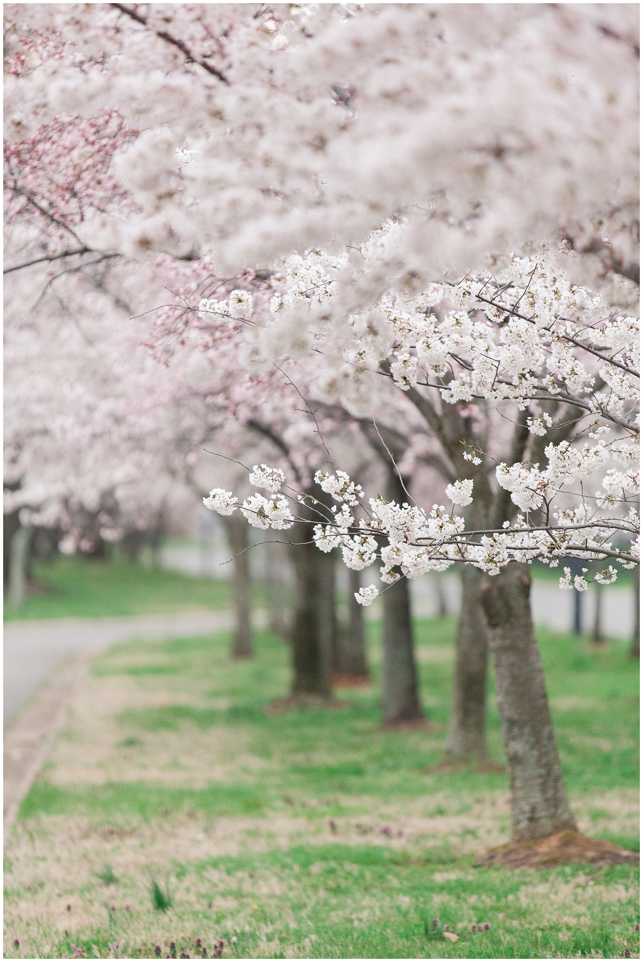 cherryblossoms_0025.jpg