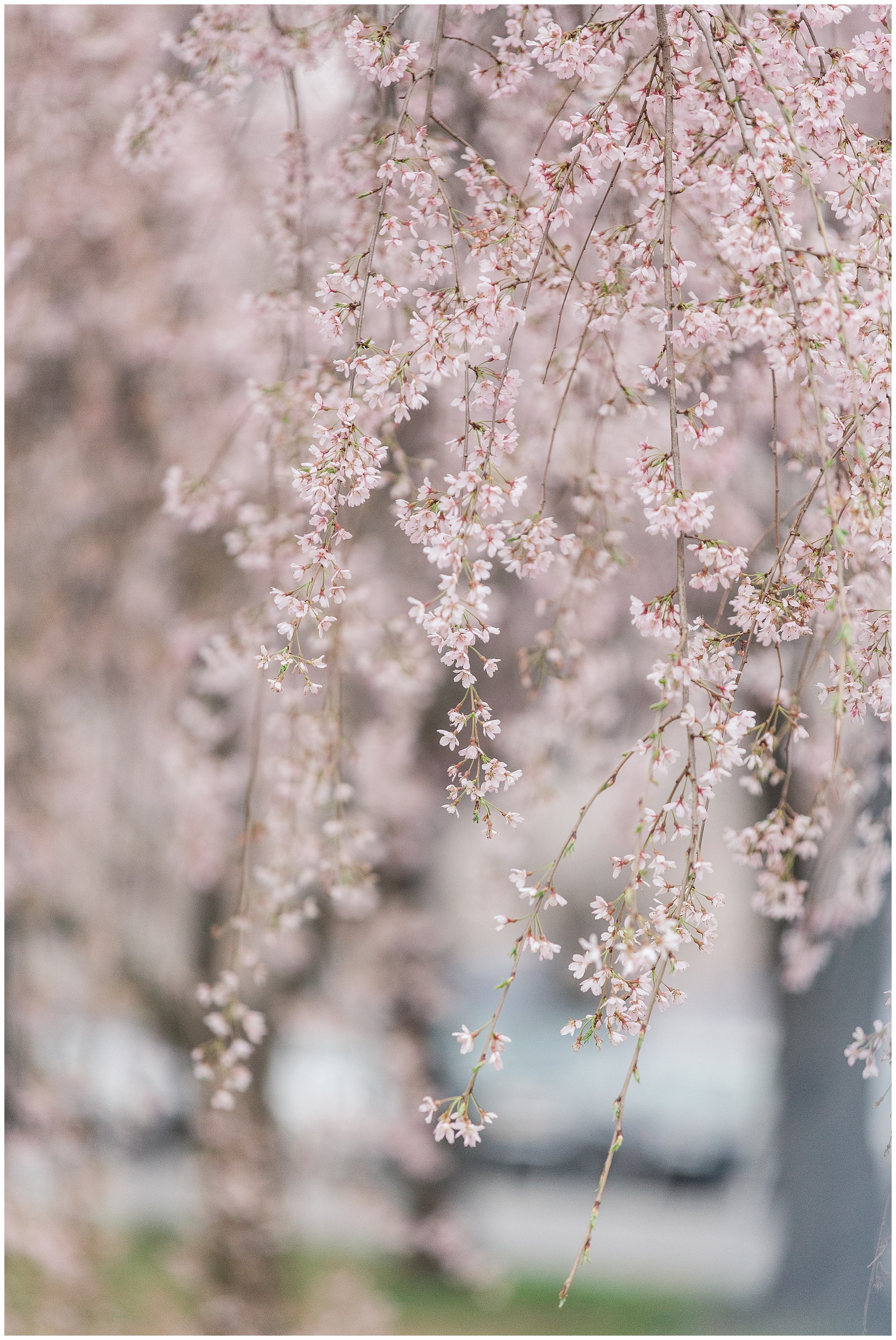 cherryblossoms_0026.jpg