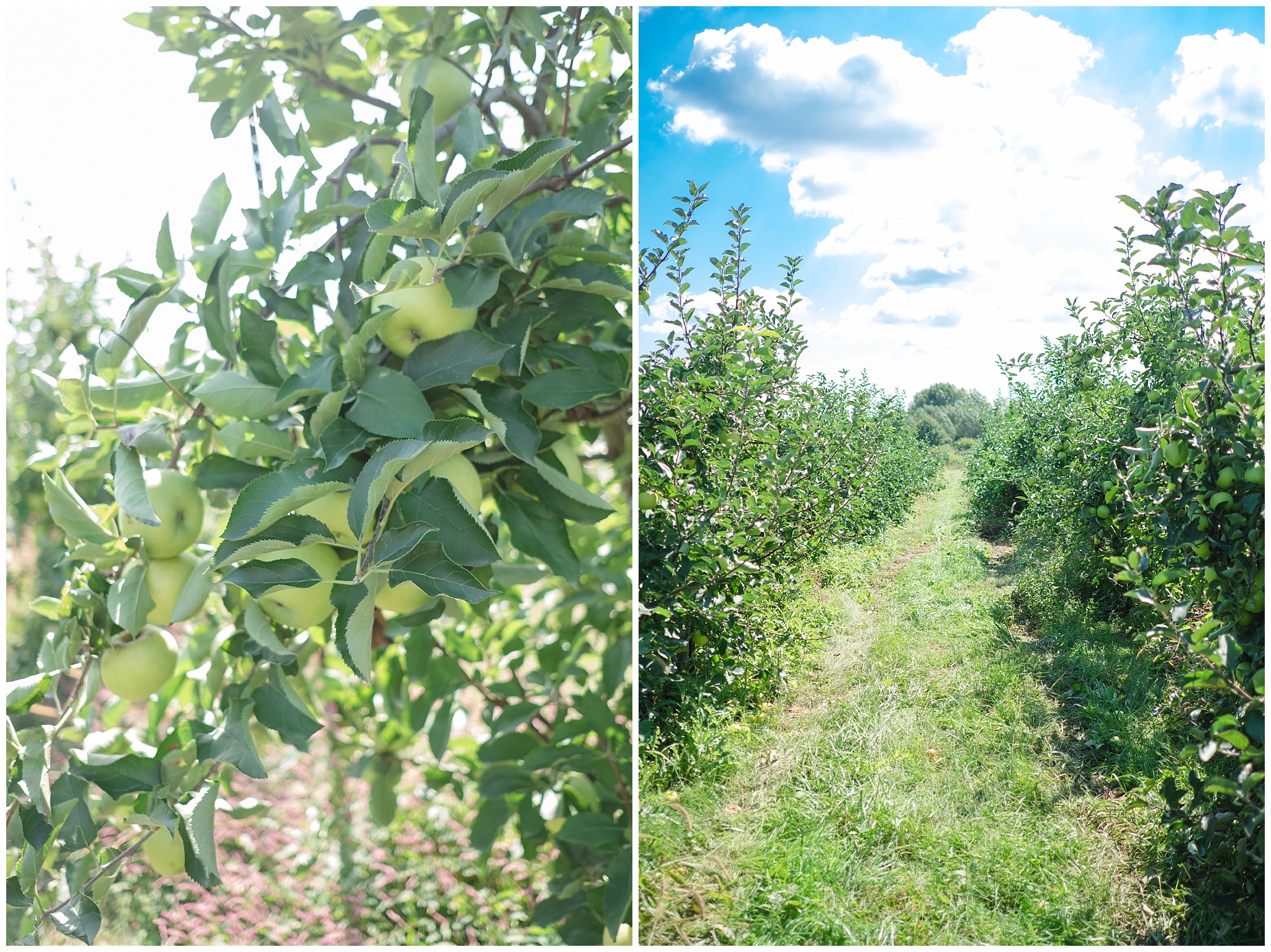 applepicking_0010.jpg