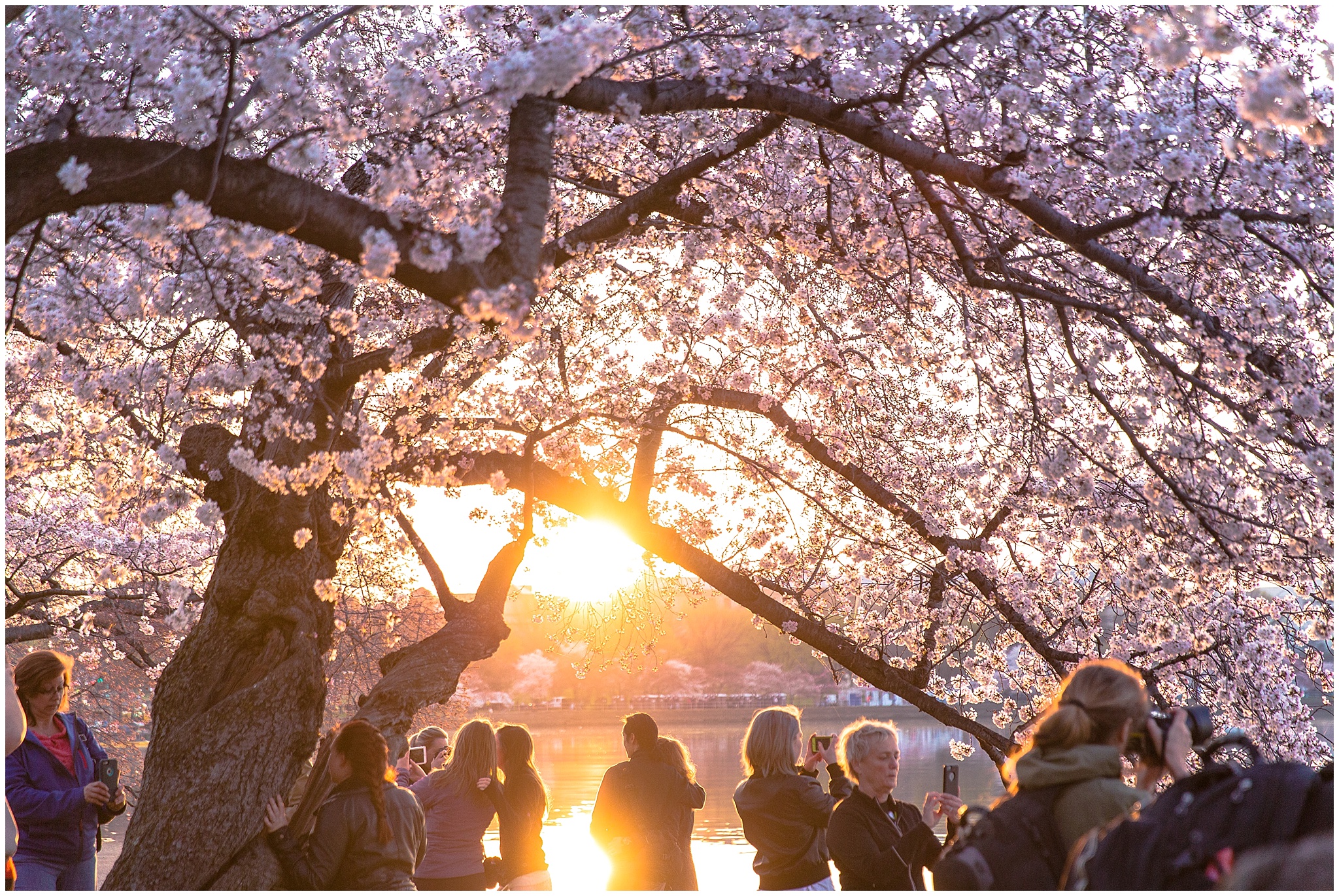 cherryblossom_washingtondc_spring_pink_0040.jpg