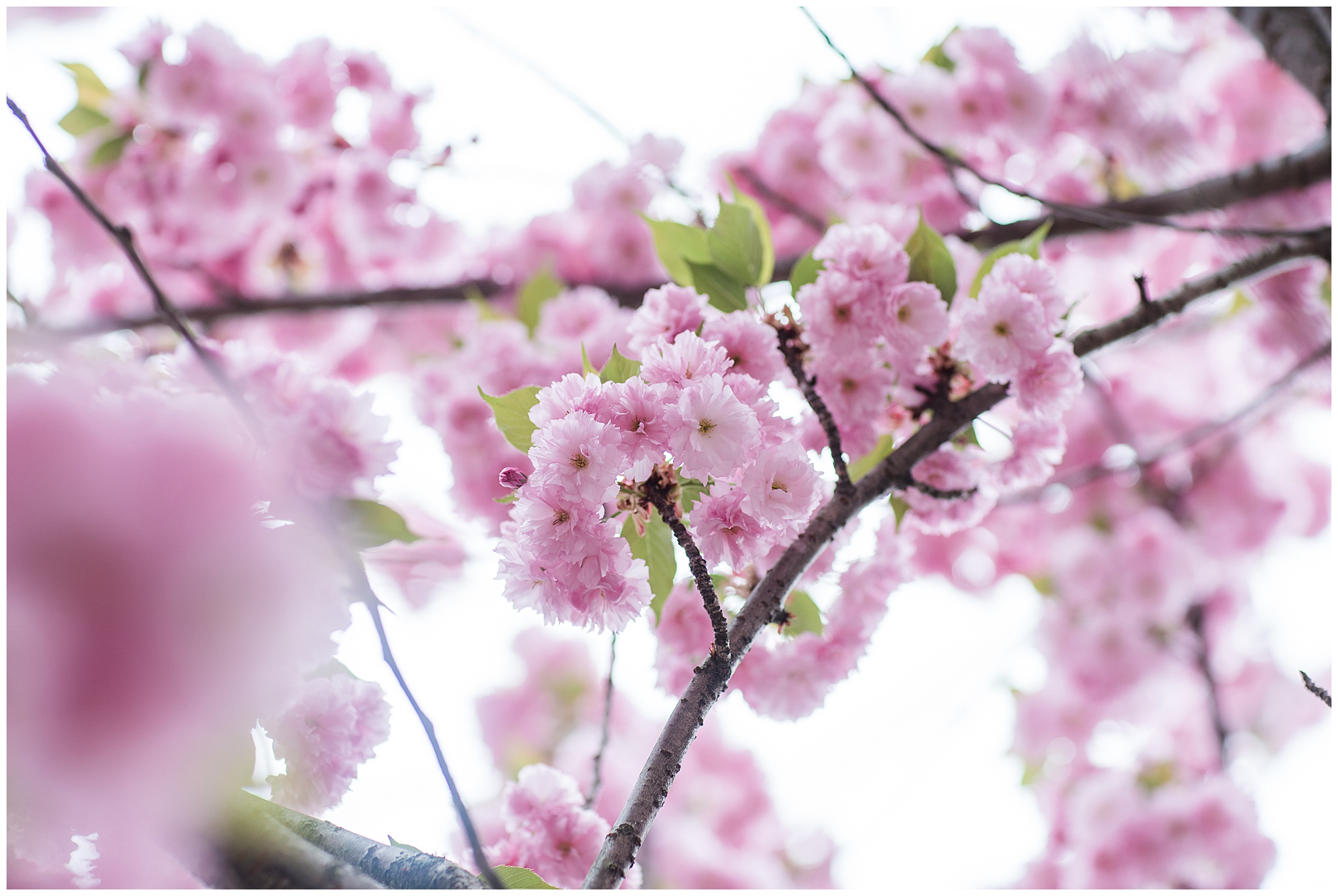 SpringWalk_0053.jpg