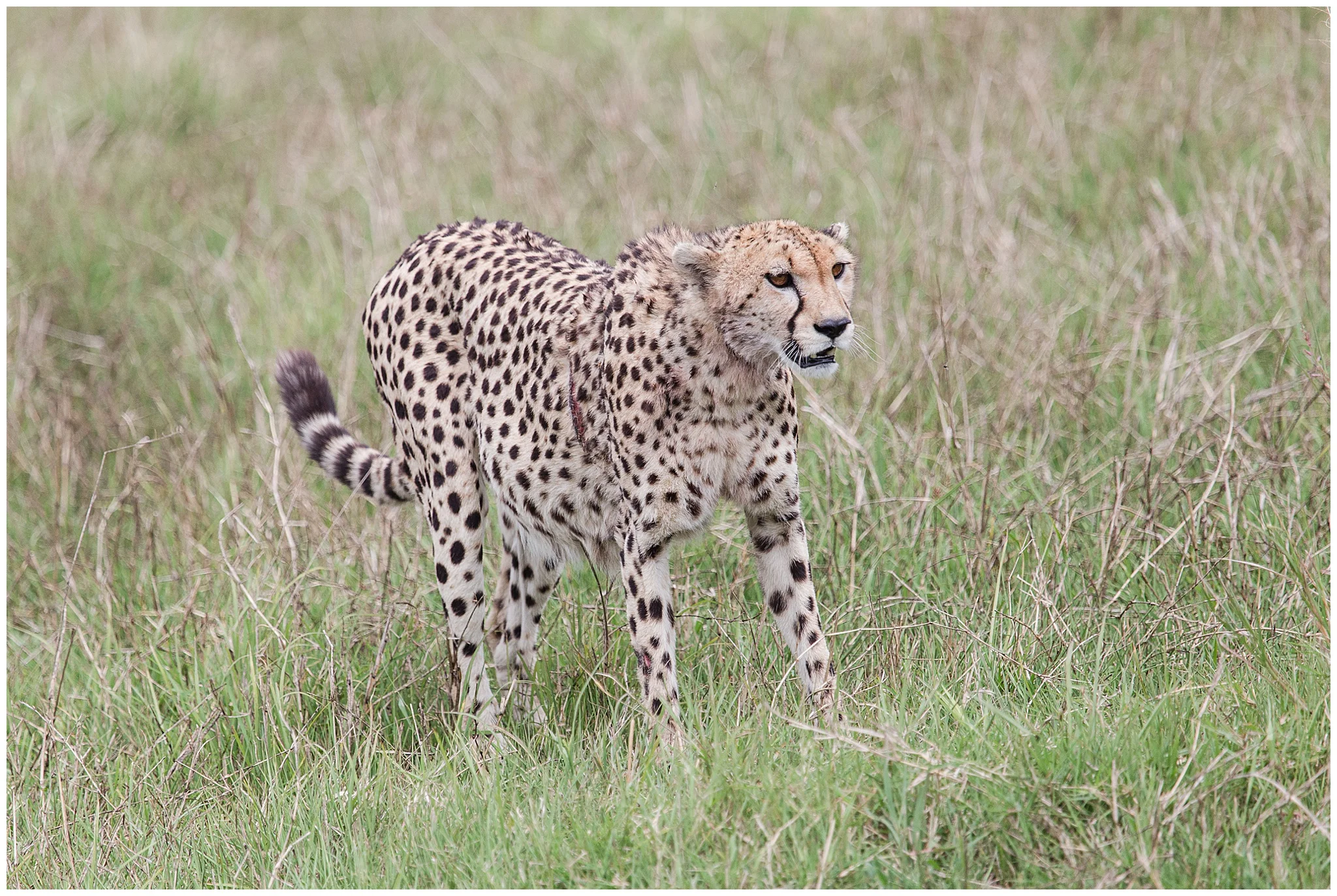 africa_0139.jpg