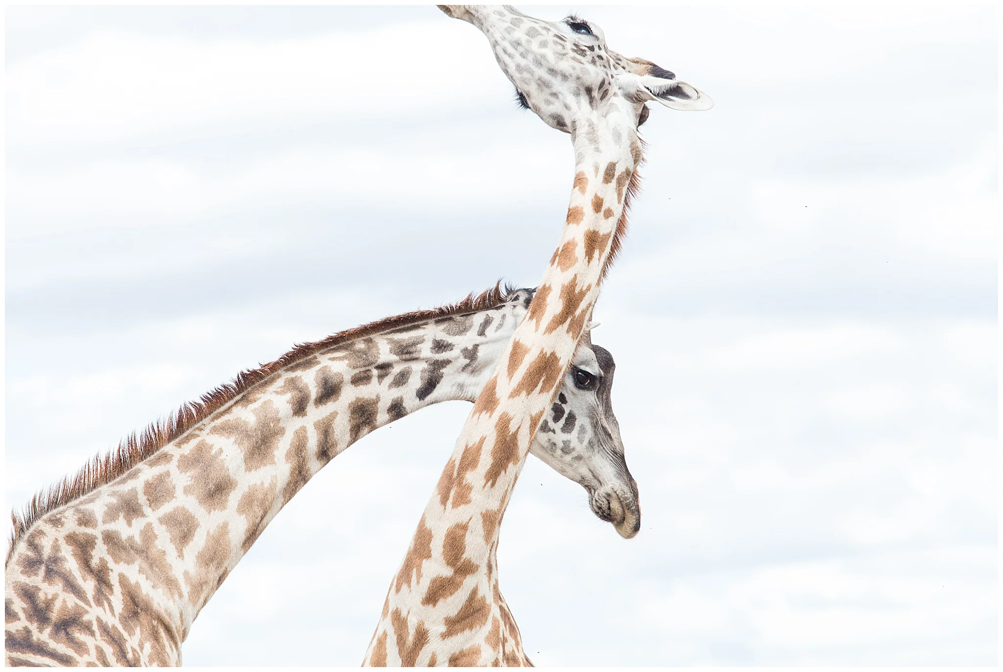 africa_0201.jpg