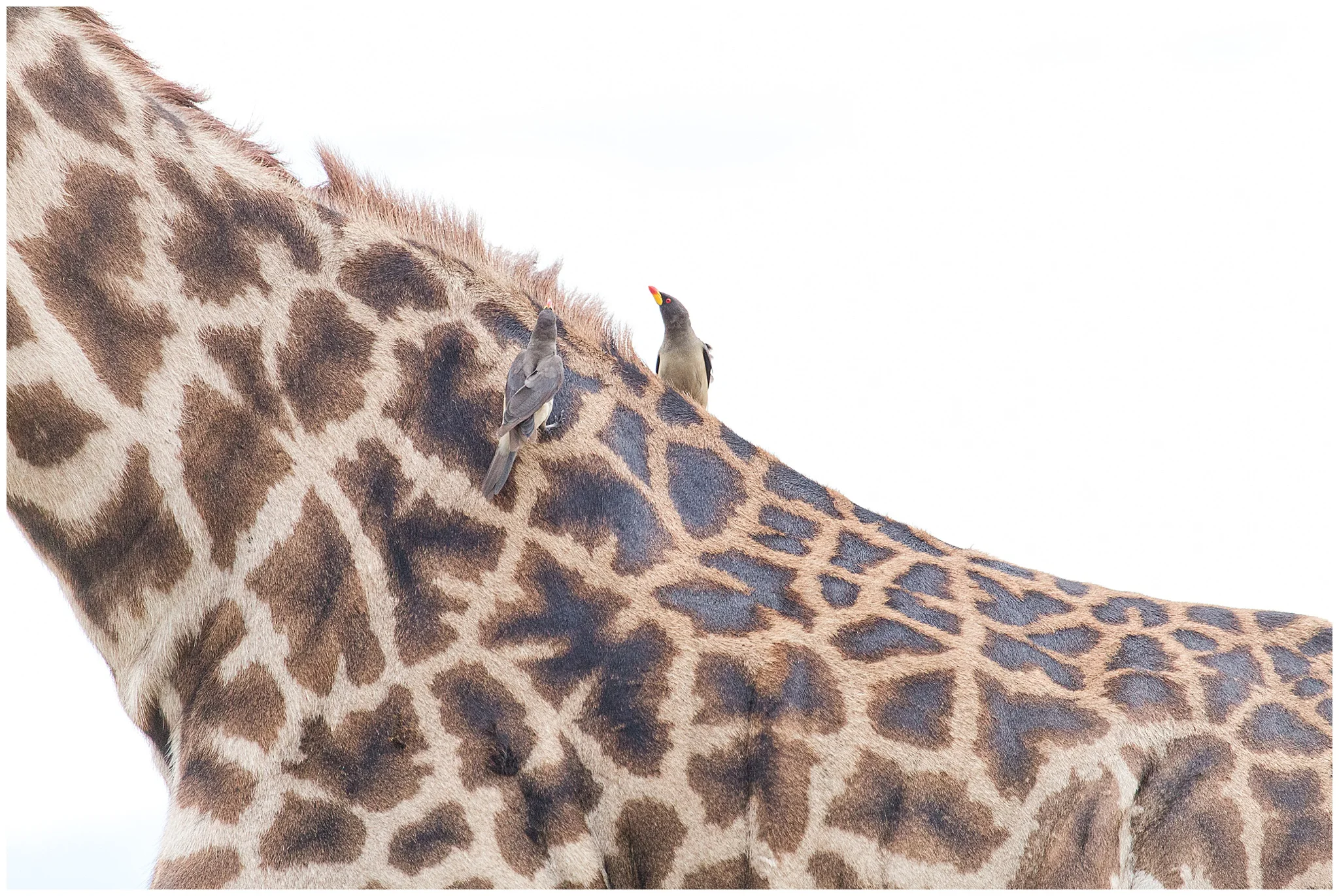 africa_0244.jpg