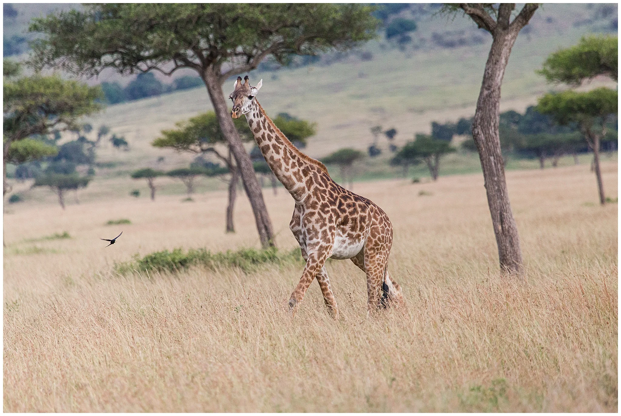 africa_0264.jpg