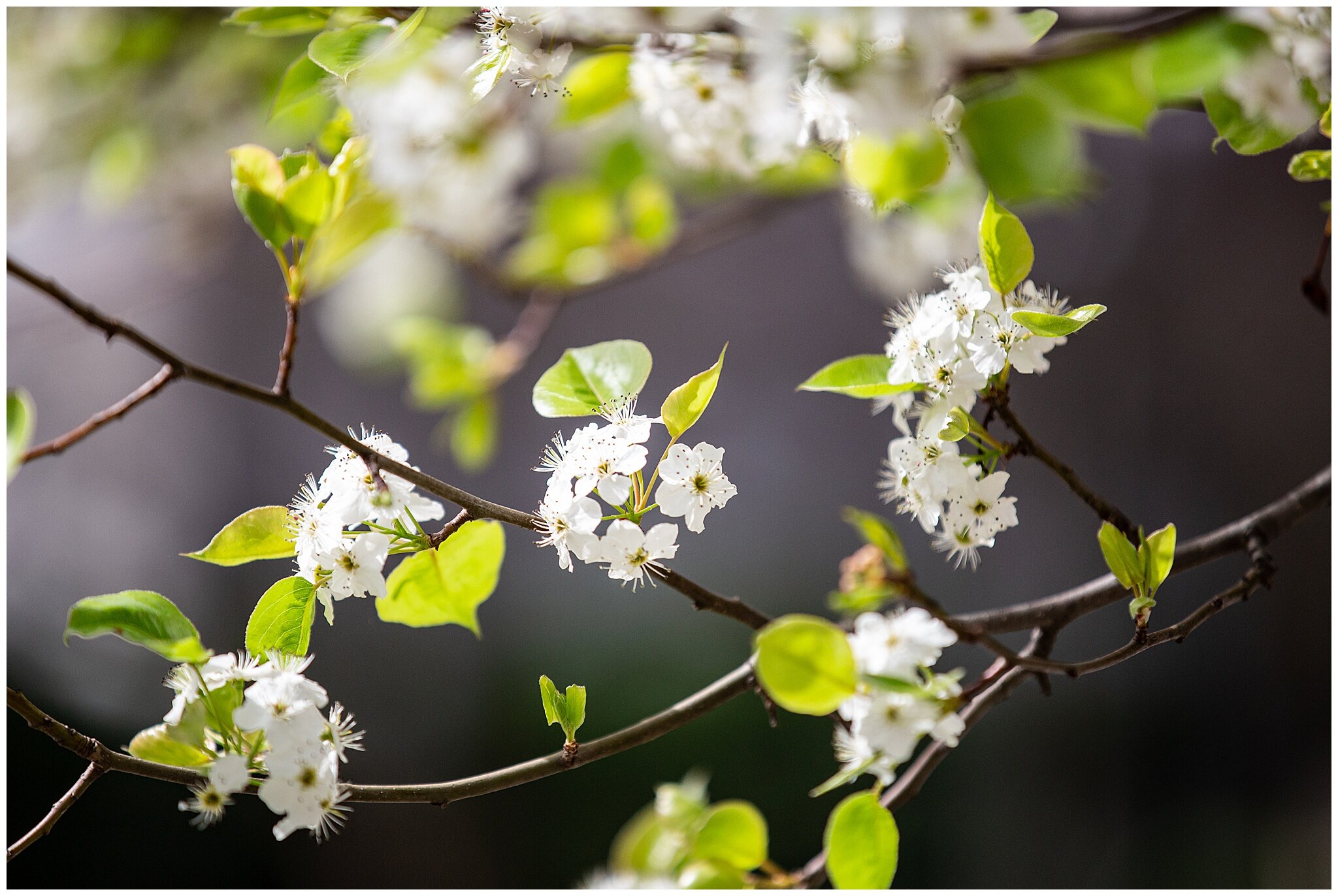 SpringTrees_0007.jpg