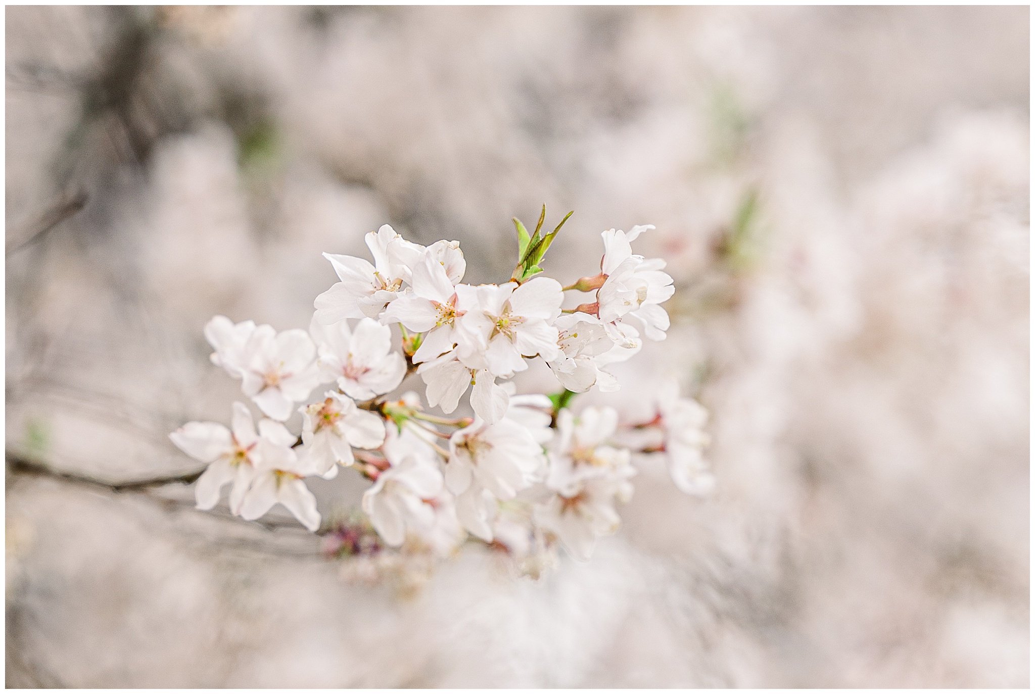 cherryblossoms_0003.jpg