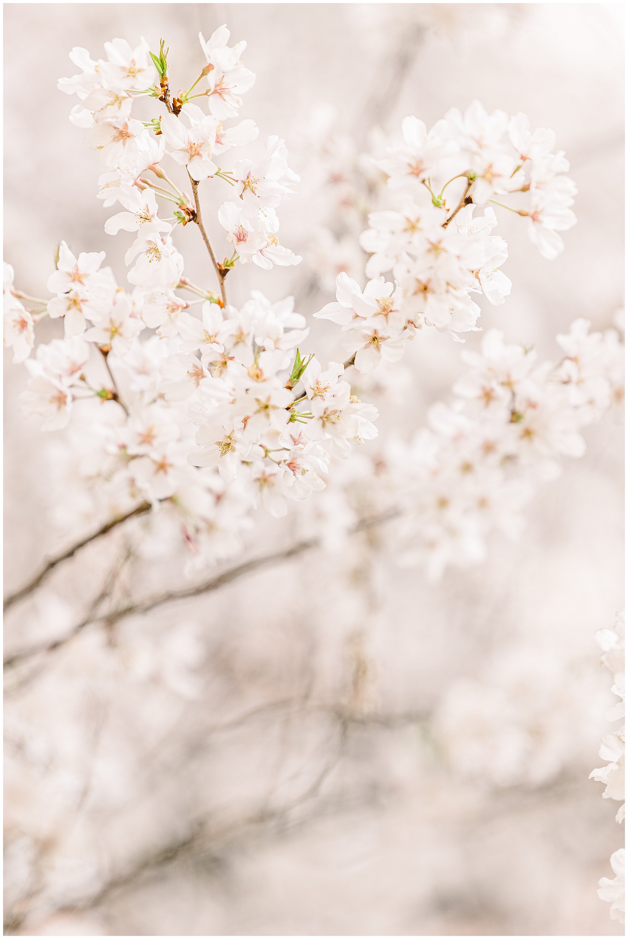 cherryblossoms_0005.jpg