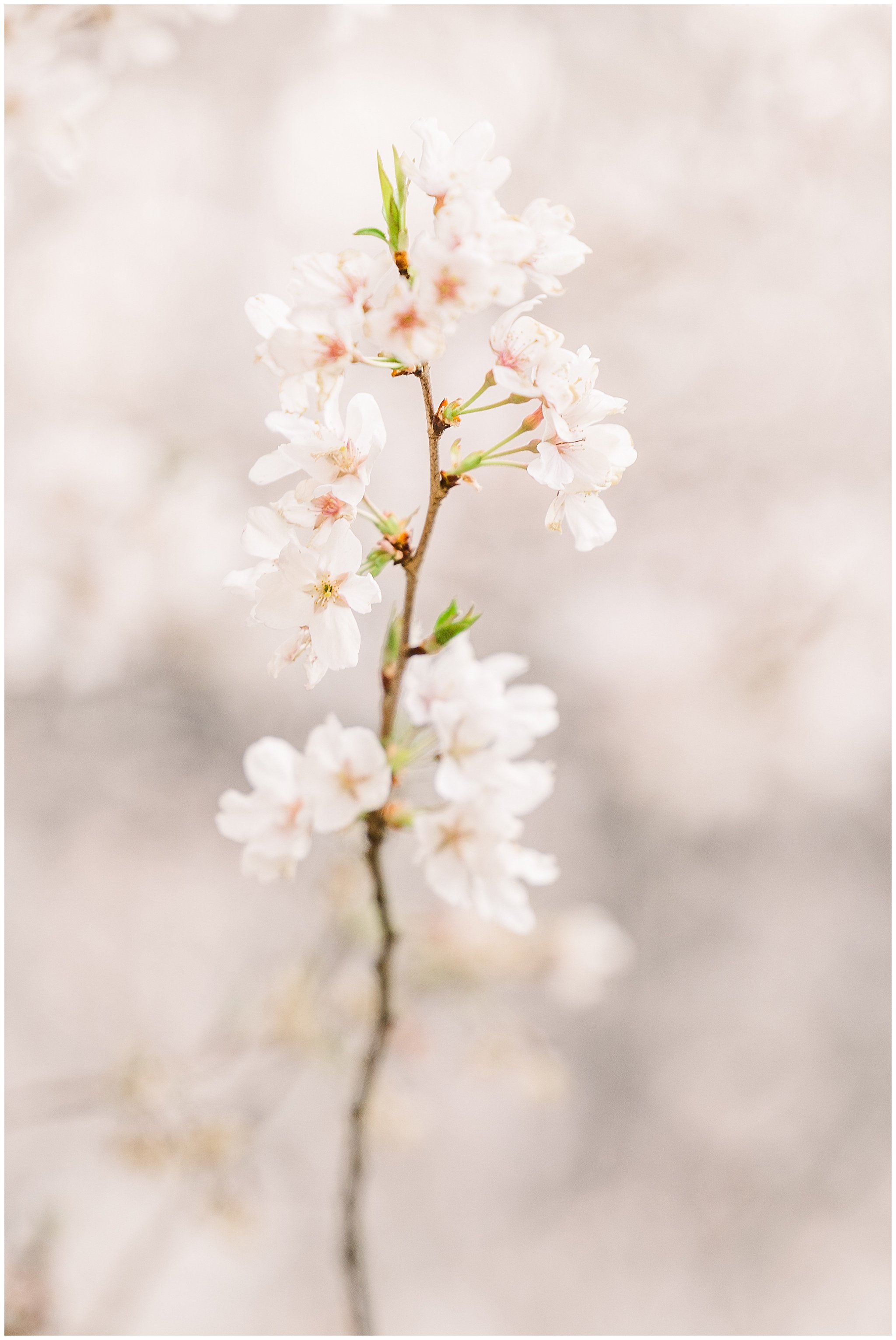 cherryblossoms_0004.jpg