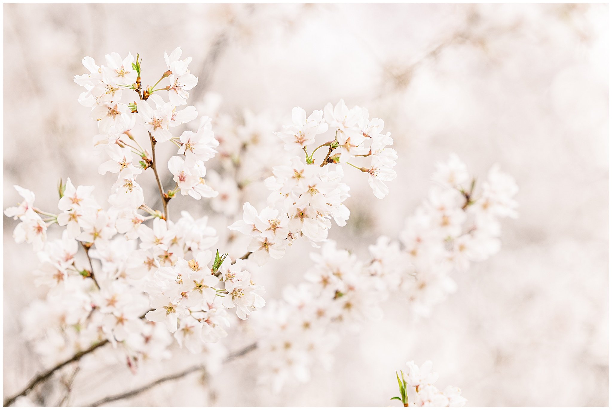 cherryblossoms_0007.jpg