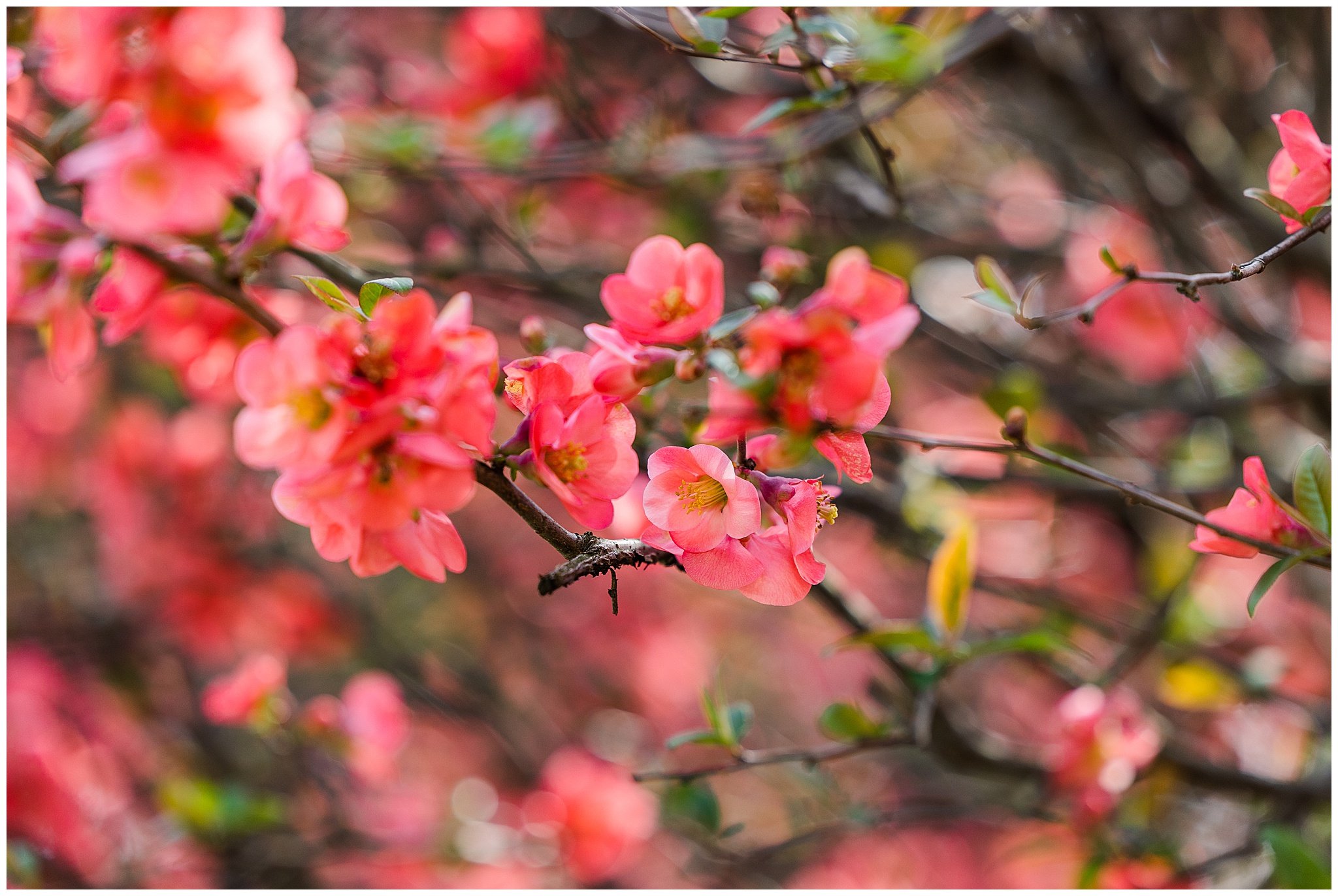 cherryblossoms_0012.jpg