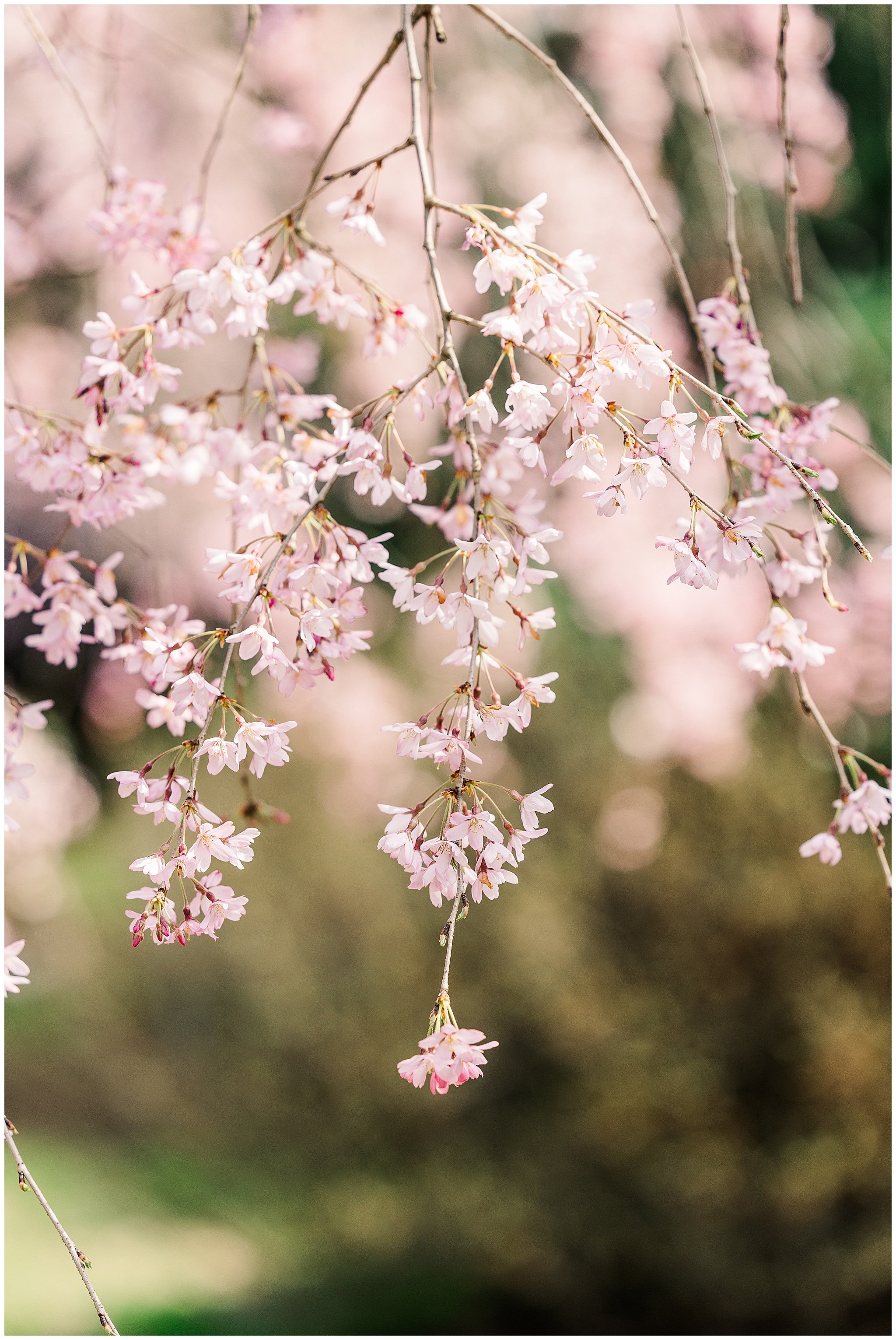 cherryblossoms_0014.jpg