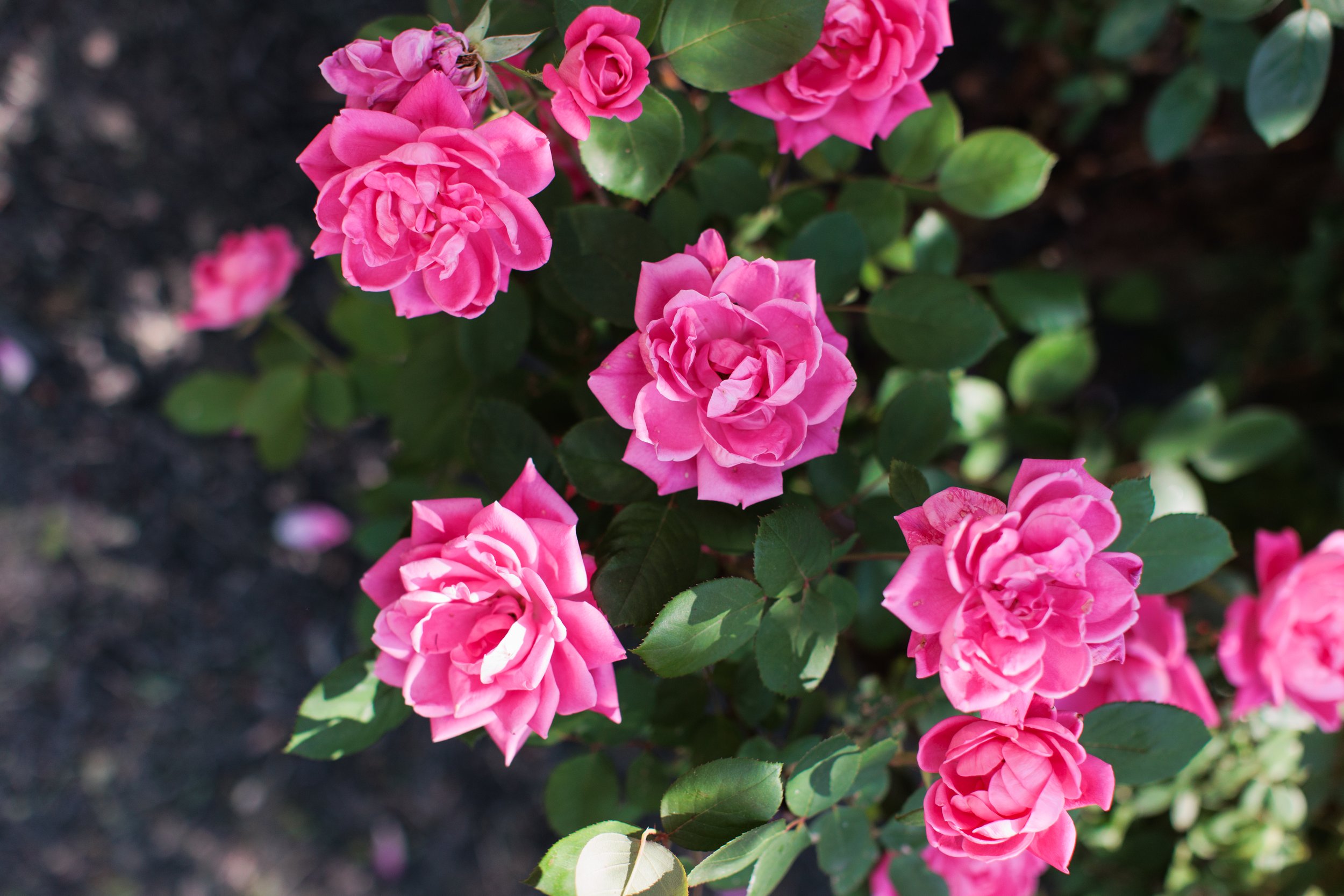 Pink spring flowers in bloom at a family photo location in Maryland
