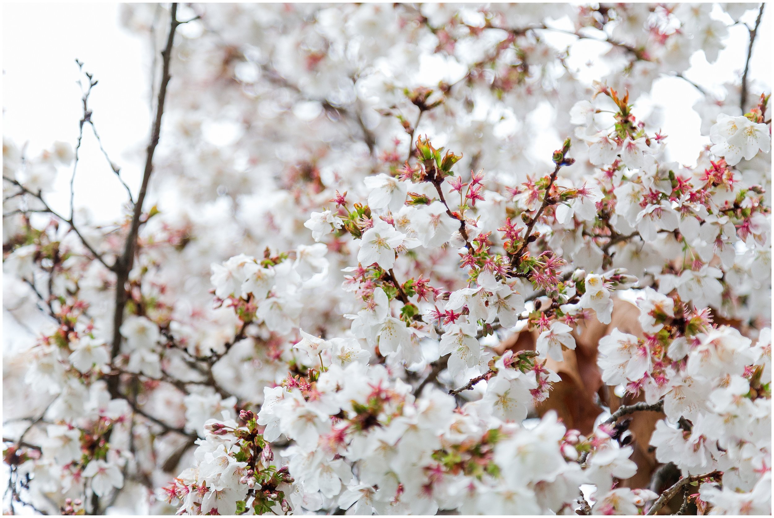 cherry-blossoms-dc-brooksidegardens-spring-2024_0005.jpg