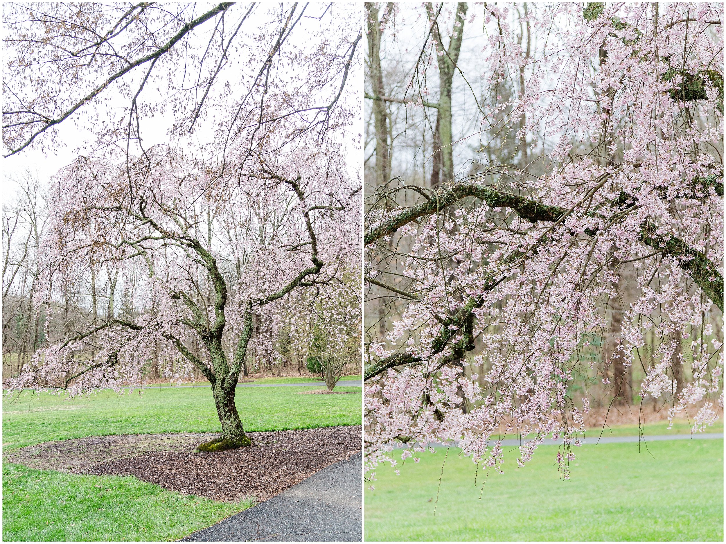 cherry-blossoms-dc-brooksidegardens-spring-2024_0002.jpg