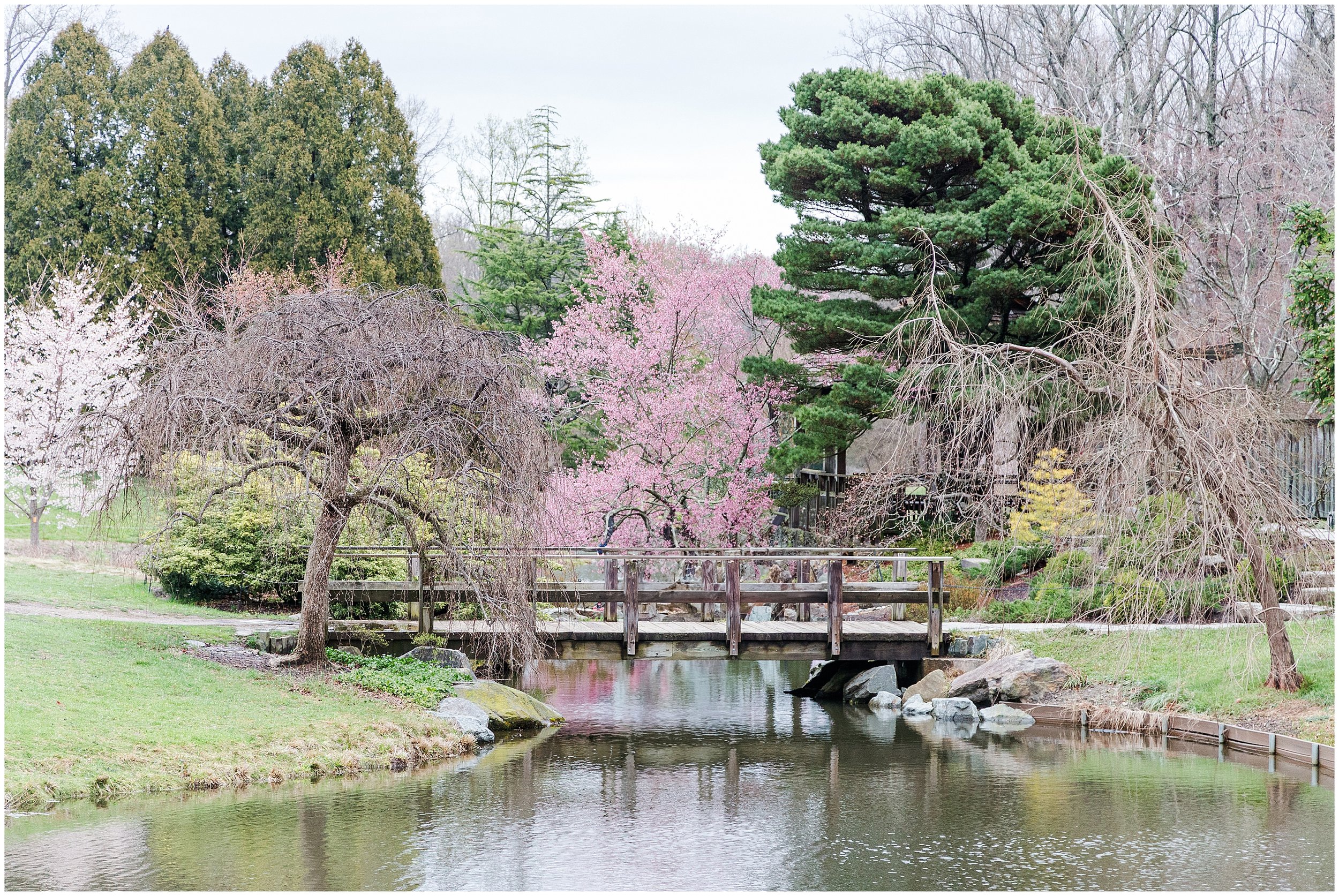 cherry-blossoms-dc-brooksidegardens-spring-2024_0007.jpg