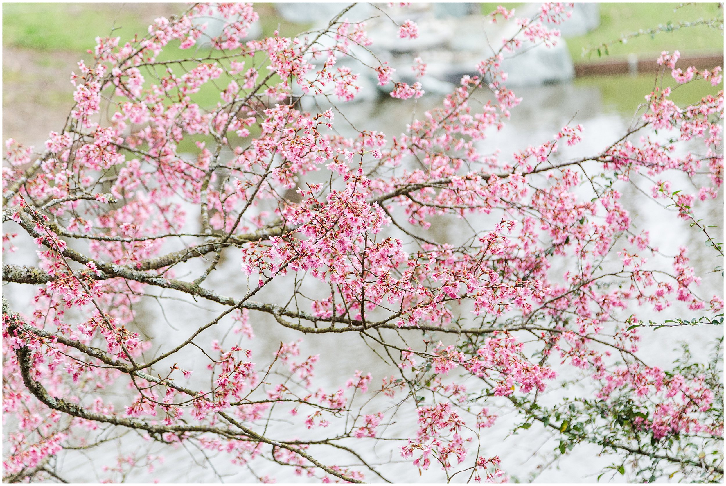 cherry-blossoms-dc-brooksidegardens-spring-2024_0013.jpg