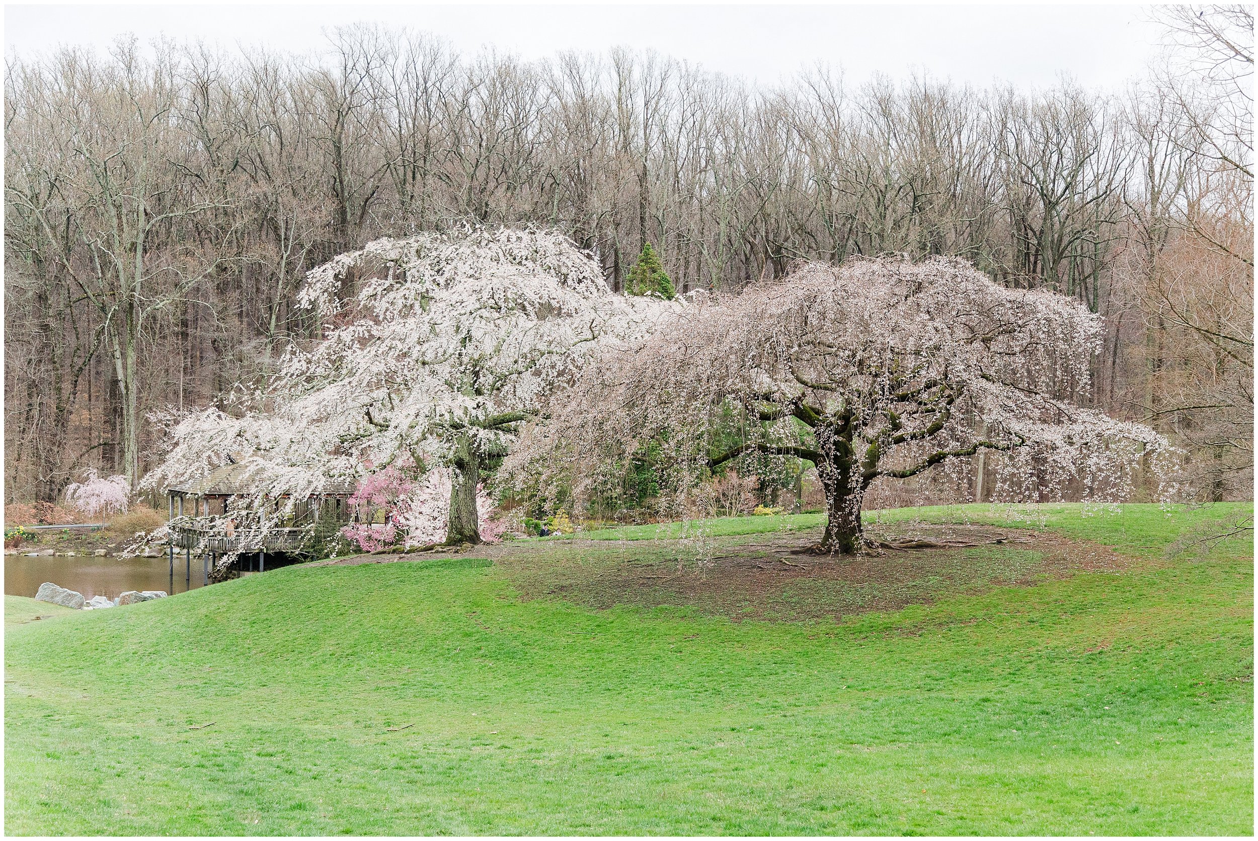 cherry-blossoms-dc-brooksidegardens-spring-2024_0001.jpg